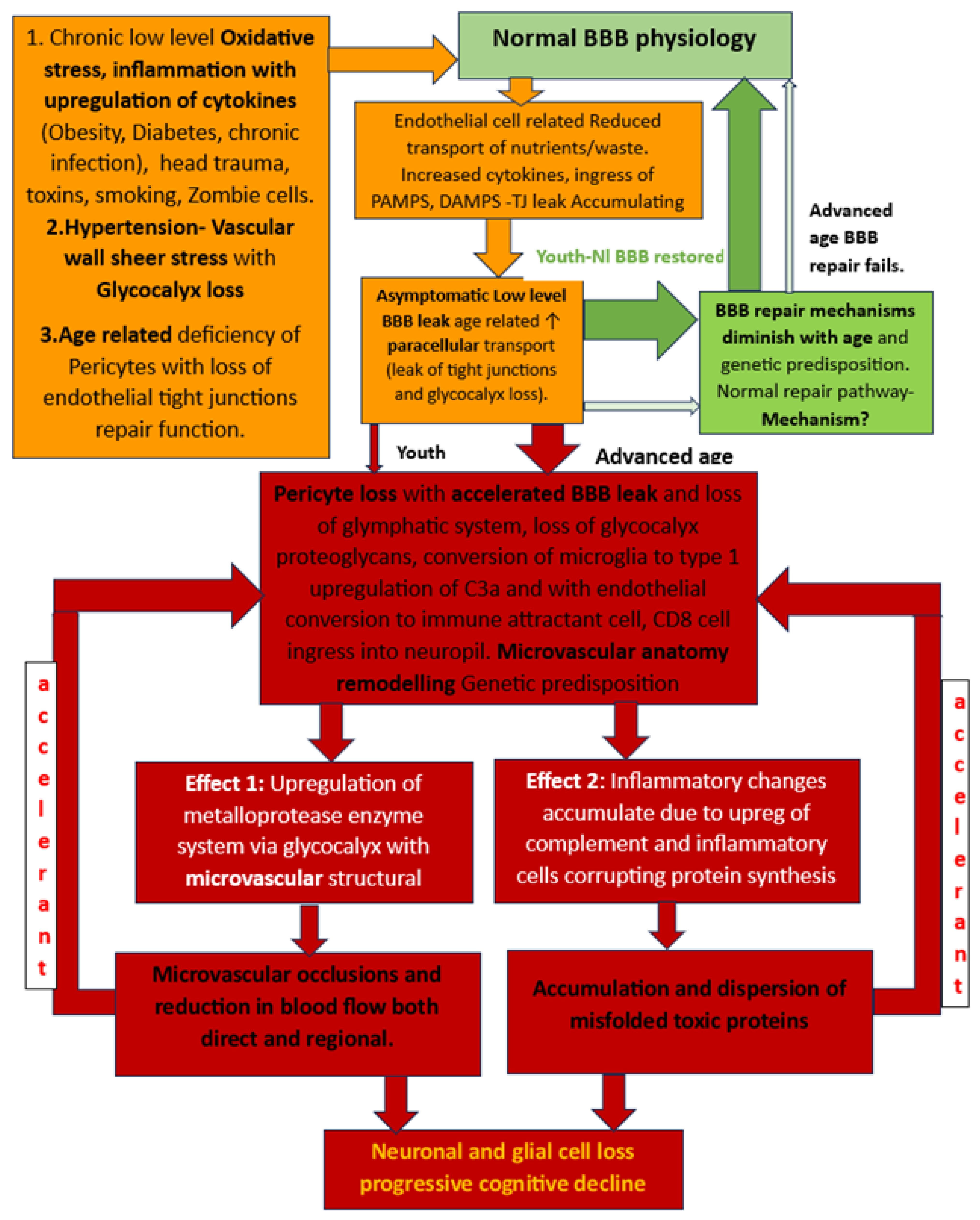 Progressive Age-Associated Blood–Brain Barrier Leak 