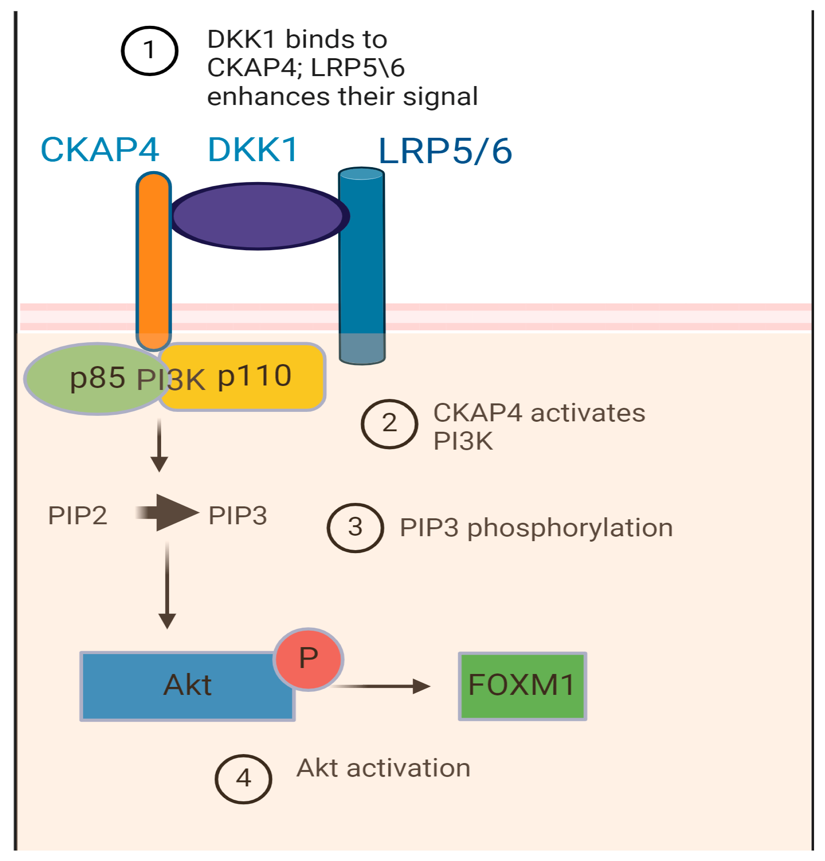 DKK1 and Its Receptors in Esophageal Adenocarcinoma: A Promising ...