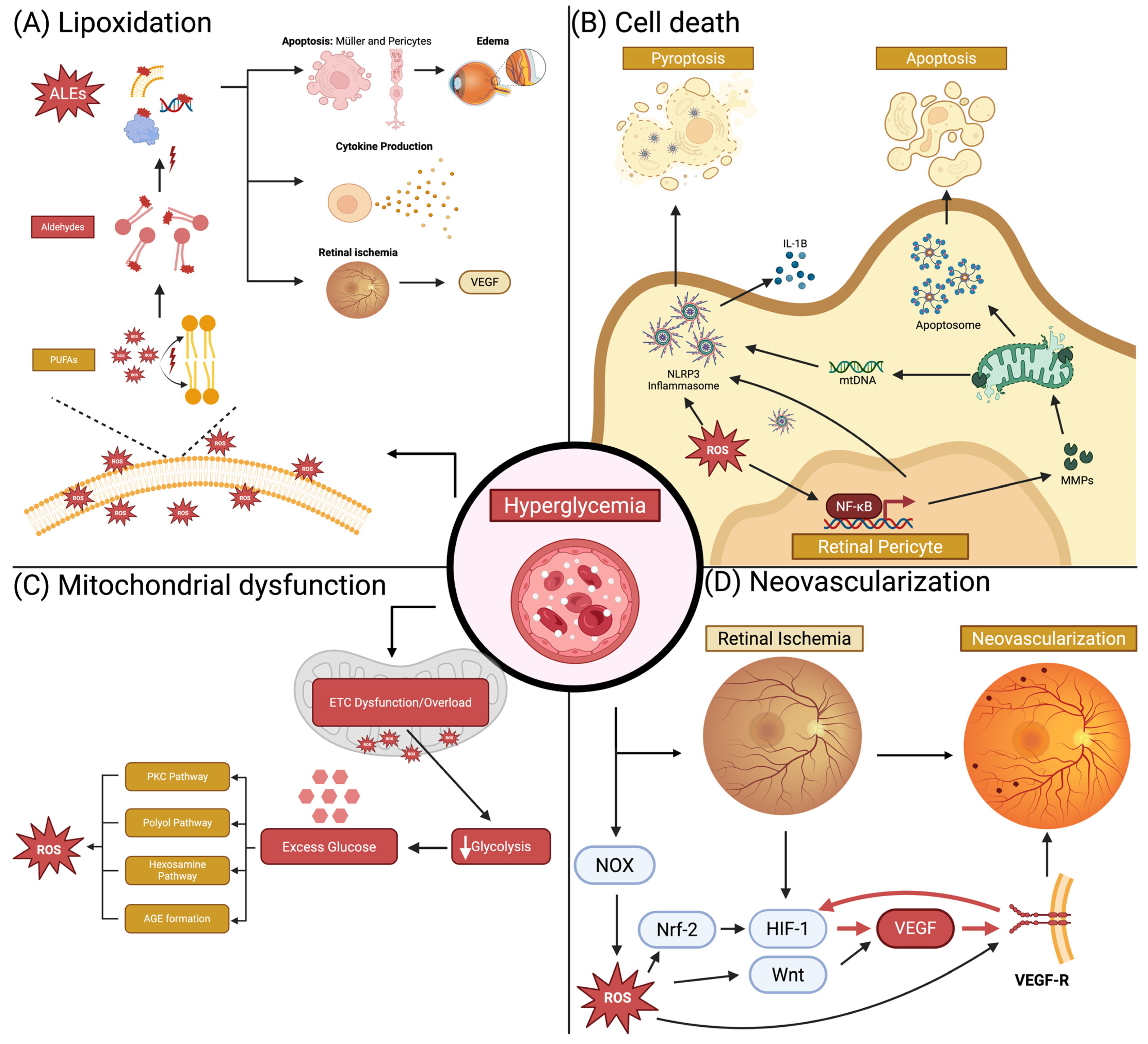 The Central Role of Oxidative Stress in Diabetic Retinopathy: Advances ...
