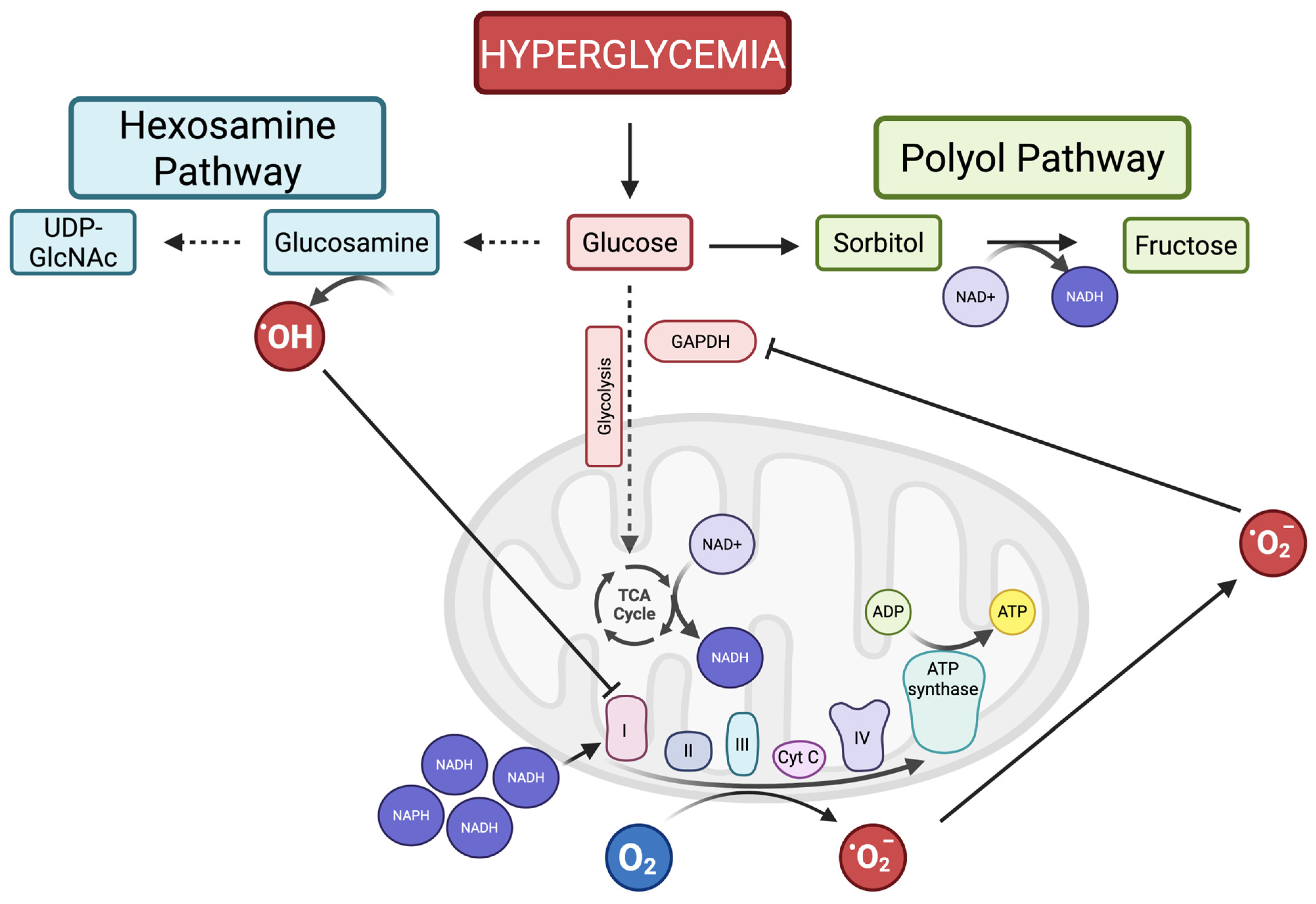 The Central Role of Oxidative Stress in Diabetic Retinopathy: Advances ...
