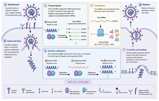 Human Metapneumovirus (HMPV): Advances in Diagnosis, Molecular Epidemiology, and Clinical Impact of an Underrecognized Respiratory Virus