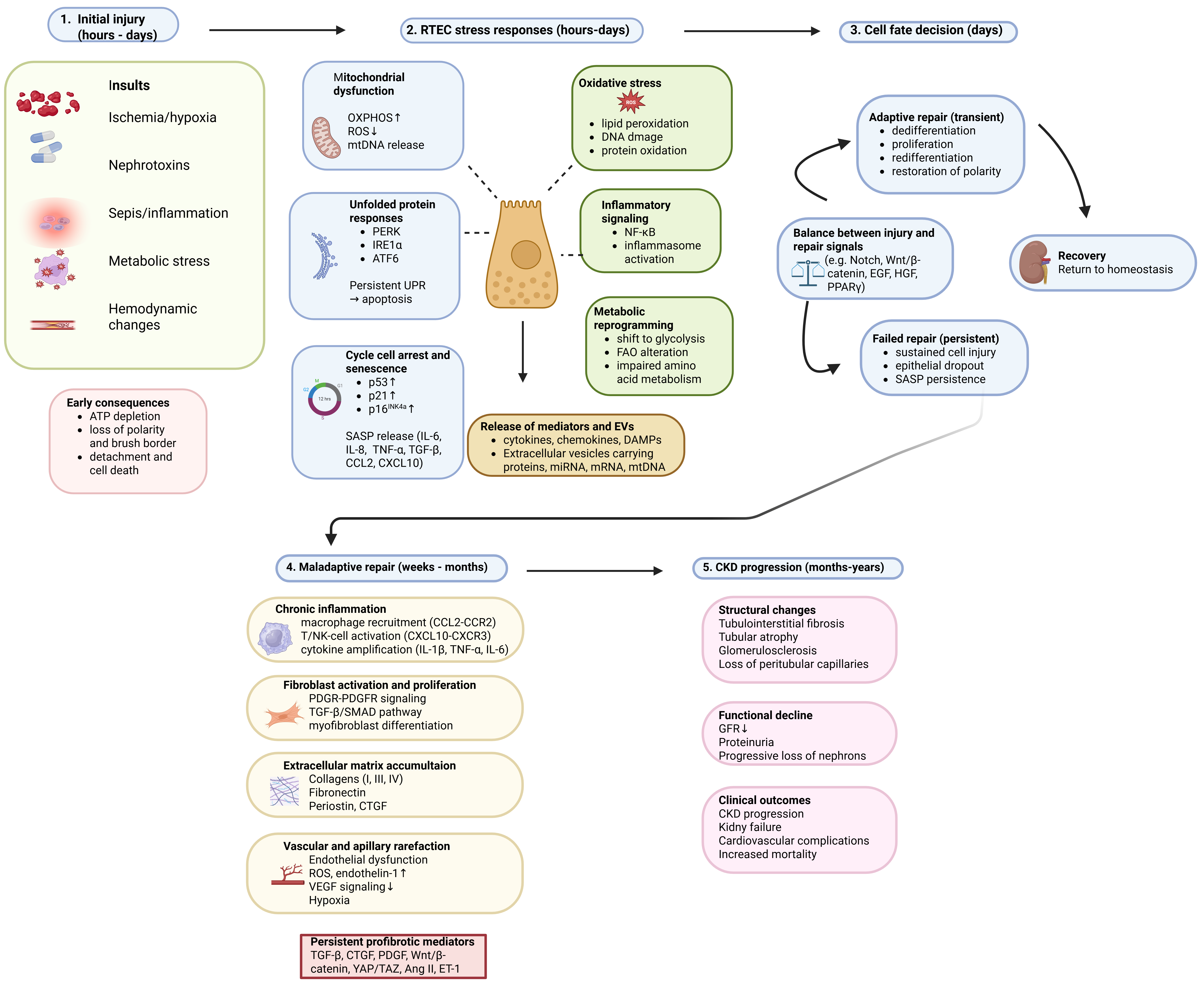 Renal Tubular Epithelial Cells as Central Hubs of Kidney Disease