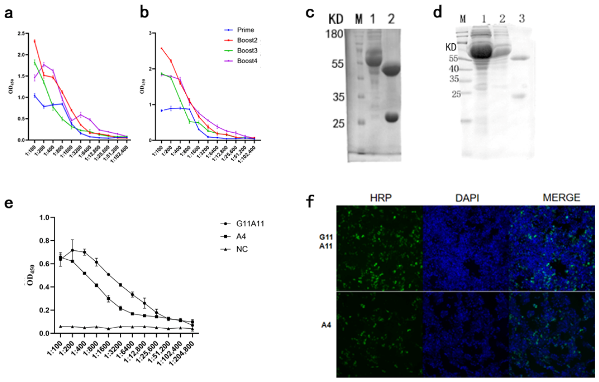 Development of a Double-Antibody Sandwich ELISA for the Detection of ...