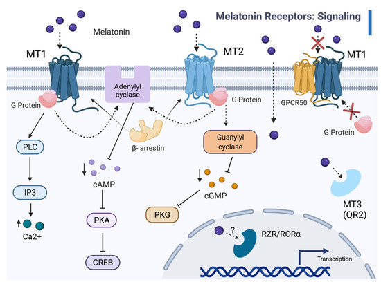 Diseases | Free Full-Text | Empowering Melatonin Therapeutics with  Drosophila Models