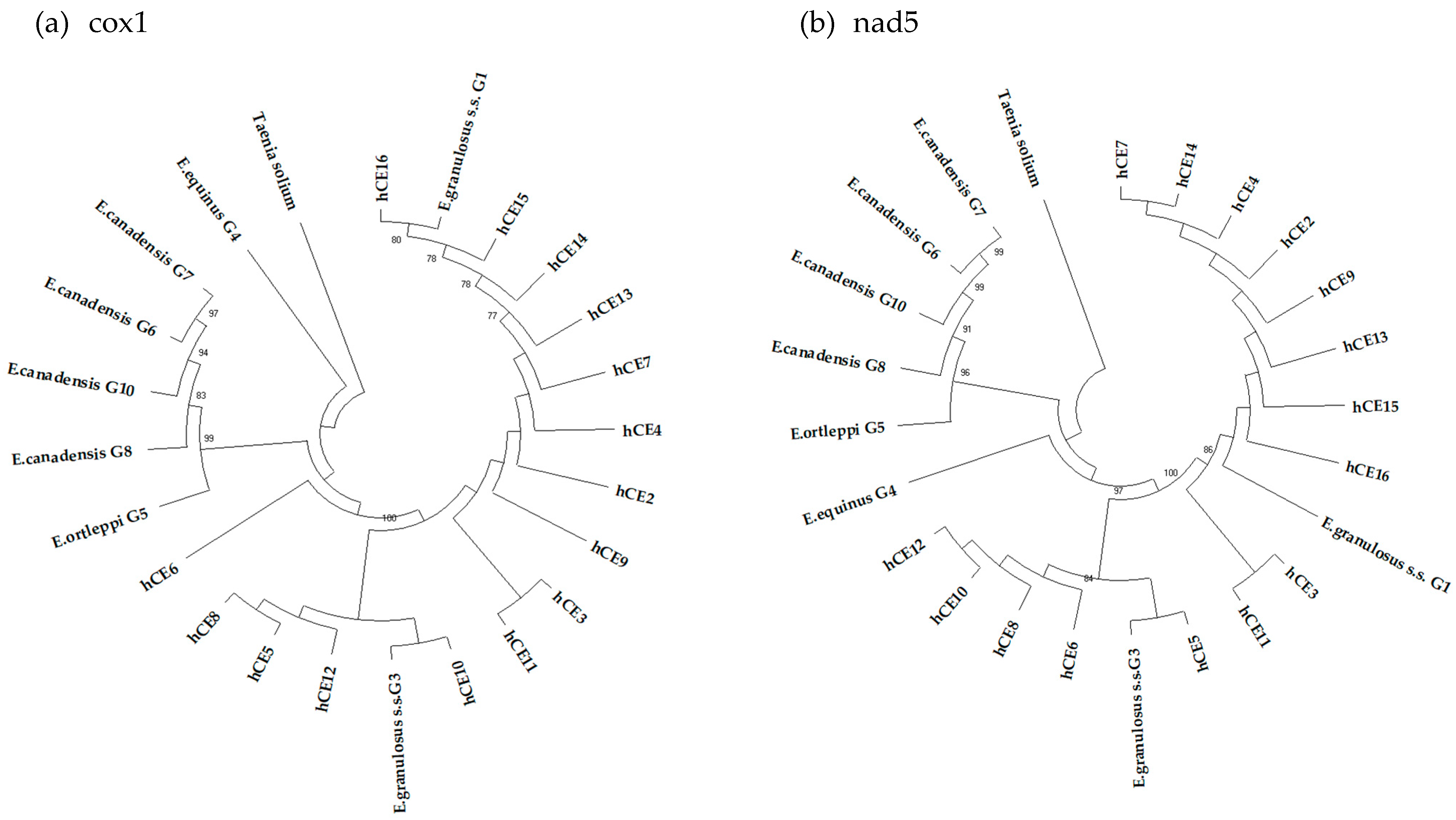 diseases-free-full-text-genetic-characterization-of-echinococcus