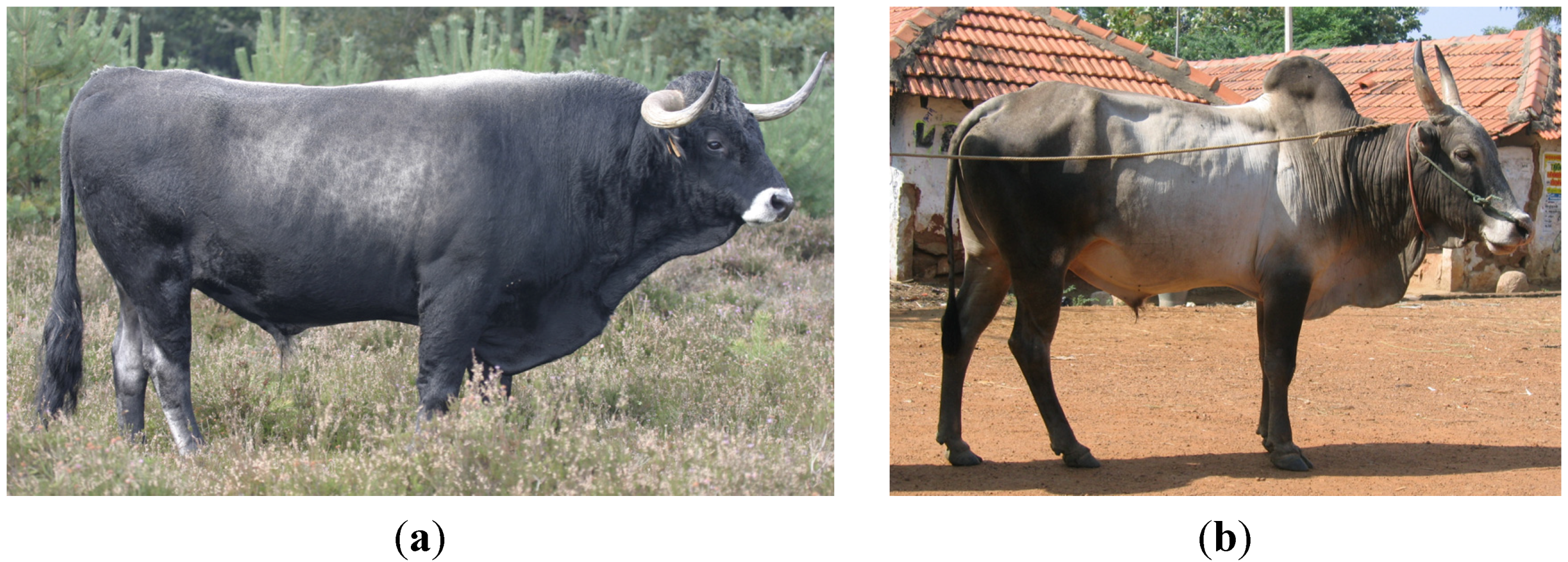 Diversity | Free Full-Text | On the History of Cattle Genetic Resources