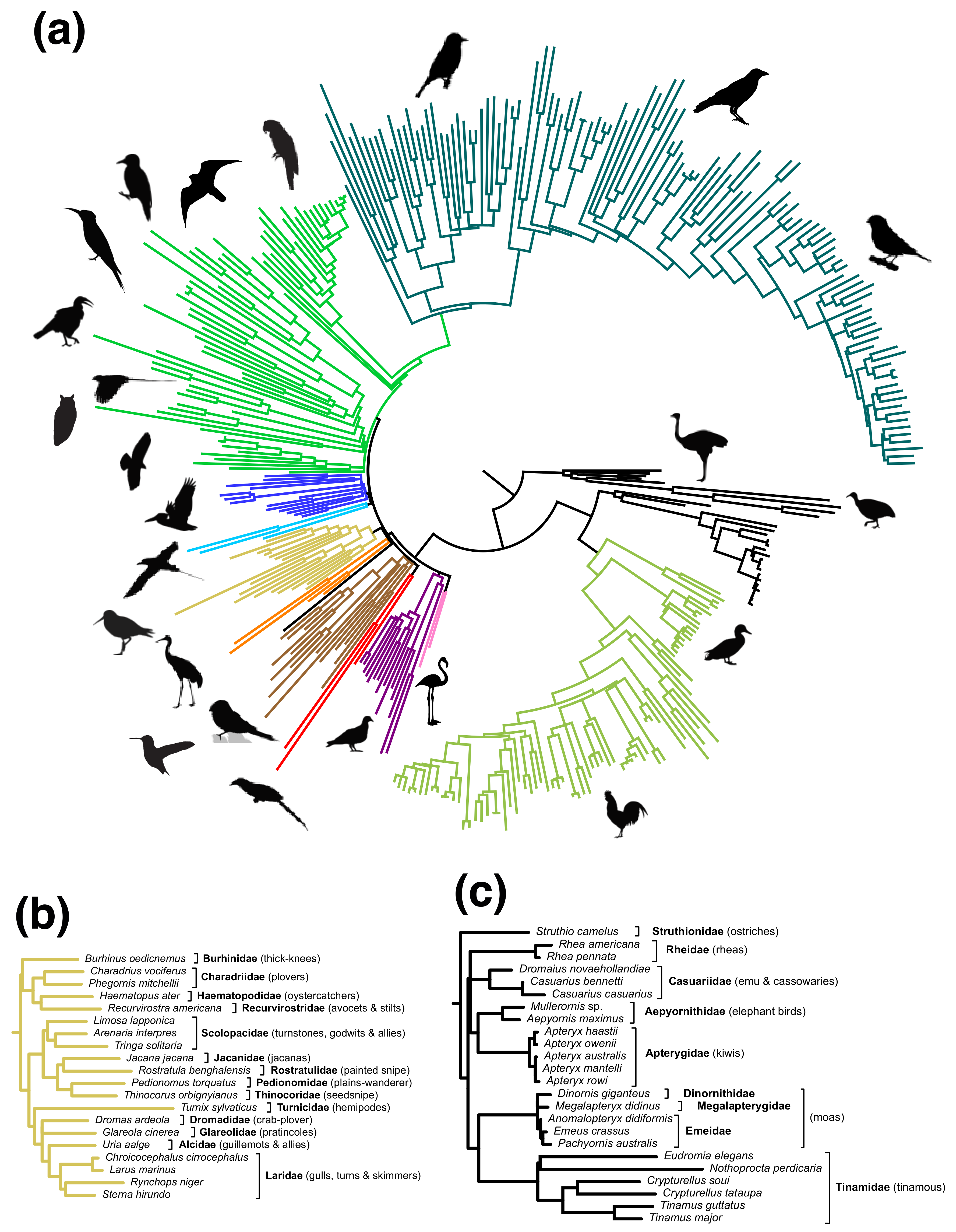Diversity | Free Full-Text | A Phylogenomic Supertree of Birds