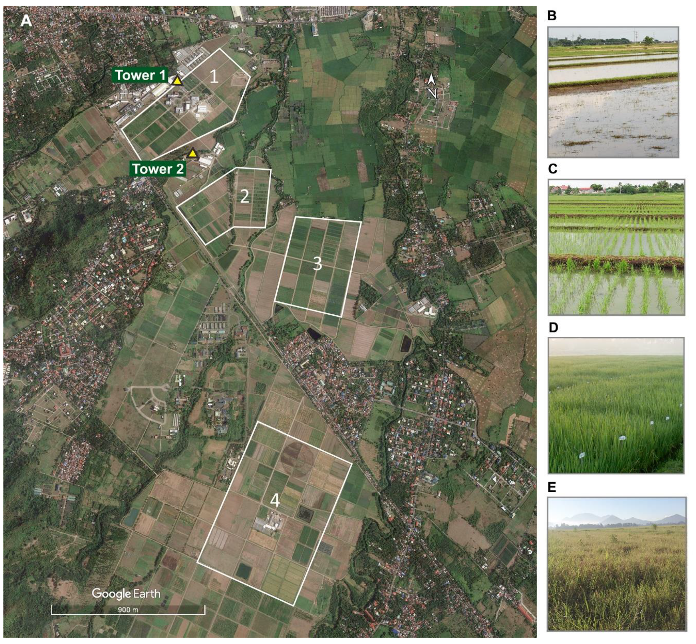 PDF) The bat–bird–bug battle: daily flight activity of insects and their  predators over a rice field revealed by high-resolution Scheimpflug Lidar