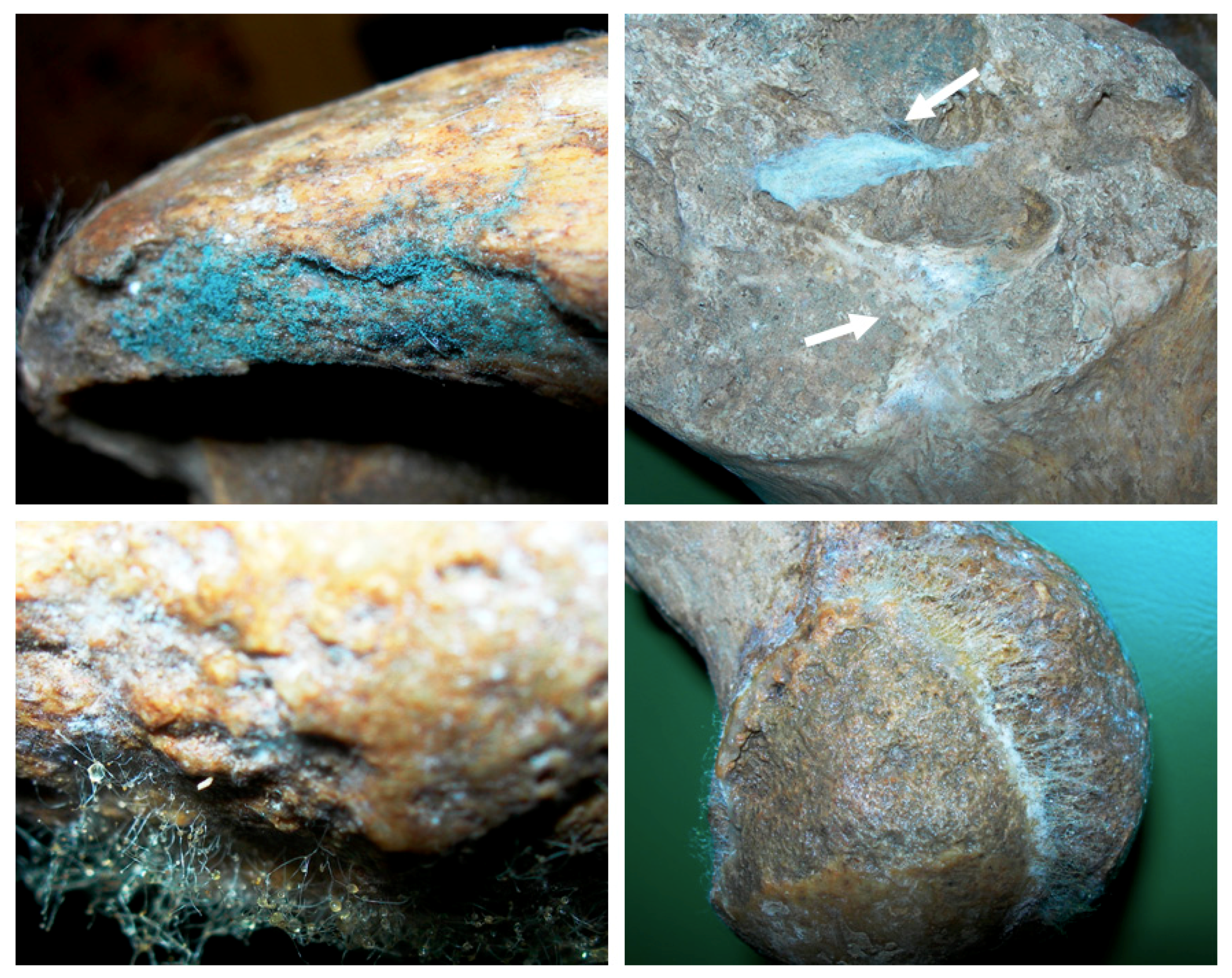 | Free Full-Text | Diversity Species and Susceptibility Phenotypes toward Commercially Available Fungicides of Cultivable Fungi Colonizing Bones of Ursus spelaeus on Display in Niedźwiedzia Cave (Kletno, Poland)