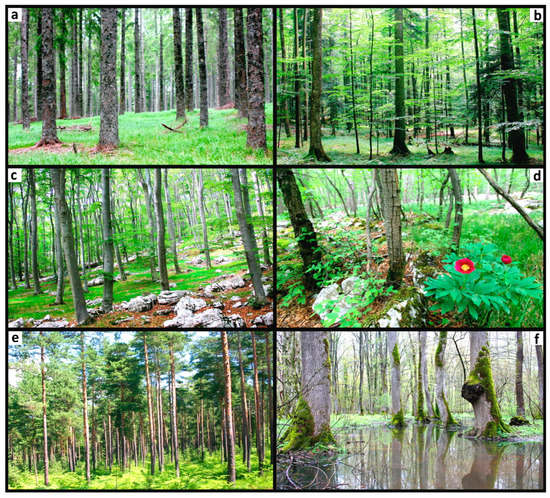 Diversity | Free Full-Text | Patterns of Understory Community Assembly ...