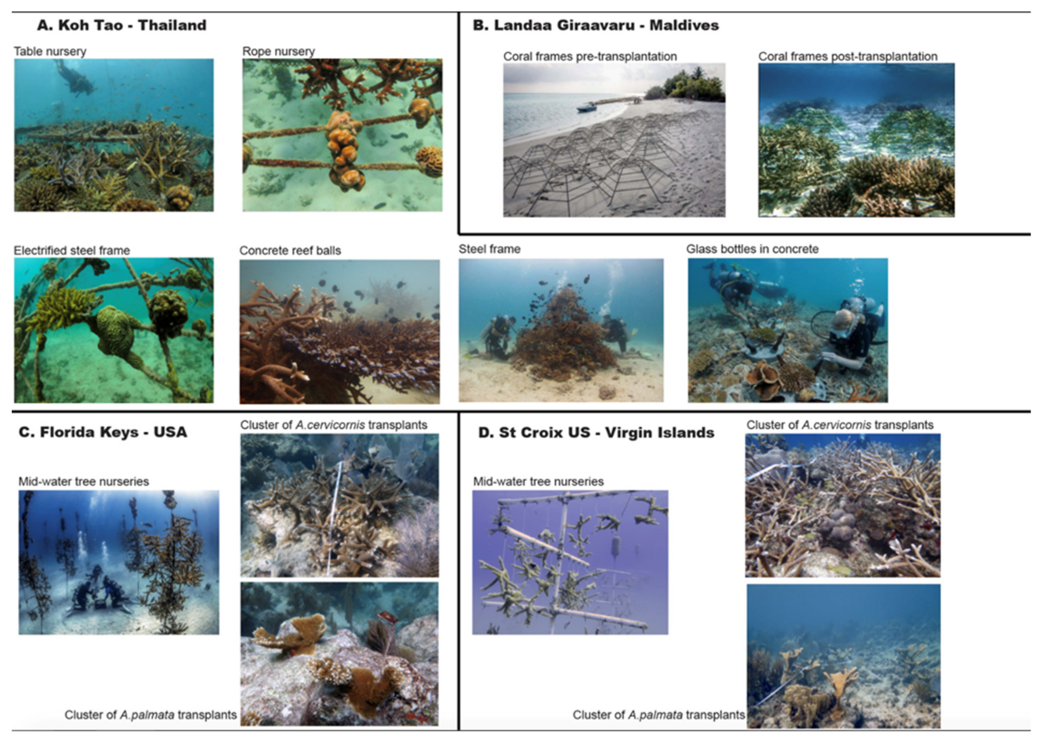 Diversity | Free Full-Text | Coral Restoration Multiregional Snapshots the Long-Term Responses Coral Assemblages to Restoration