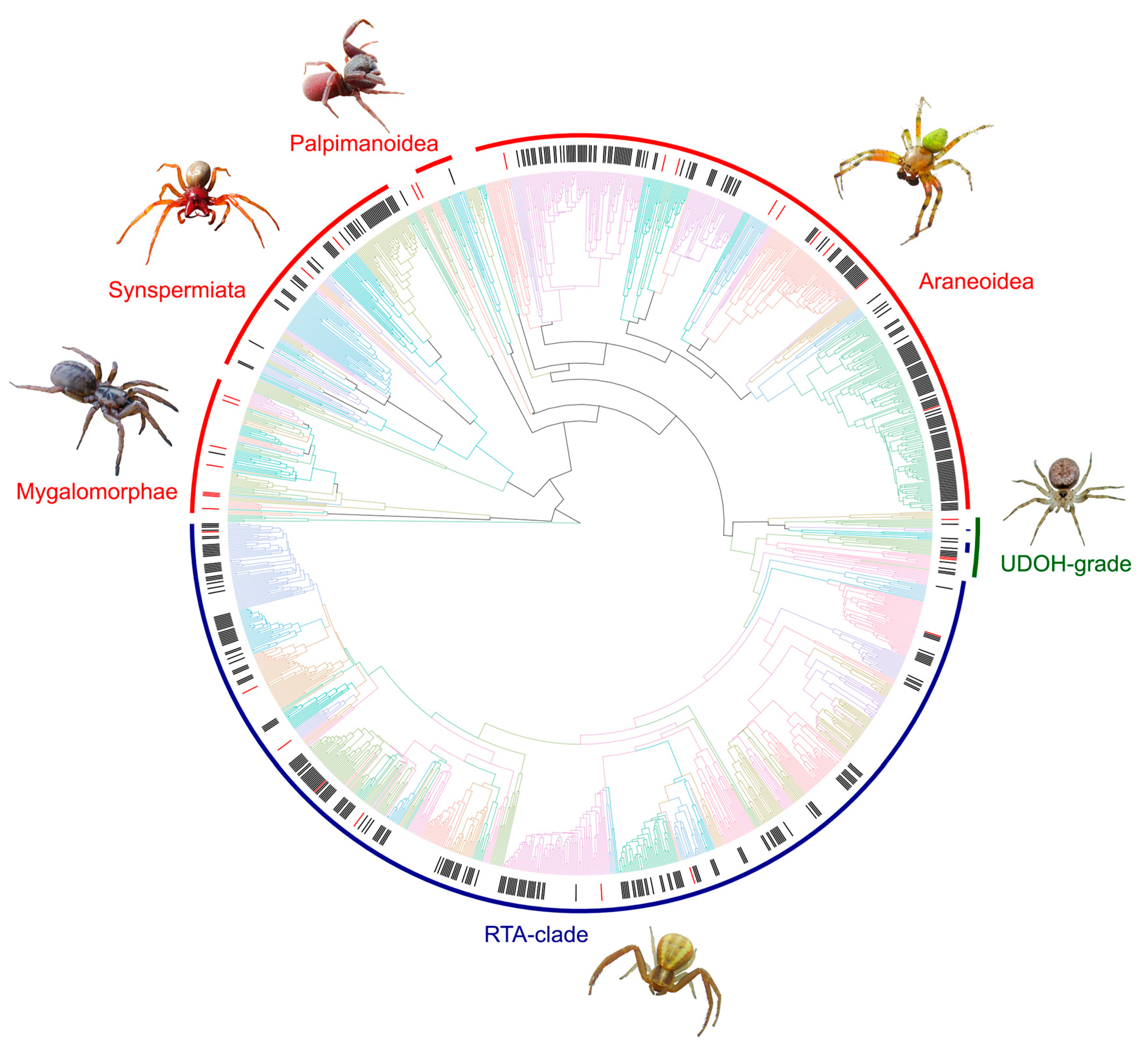 Spider phylosymbiosis: divergence of widow spider species and their  tissues' microbiomes, BMC Ecology and Evolution