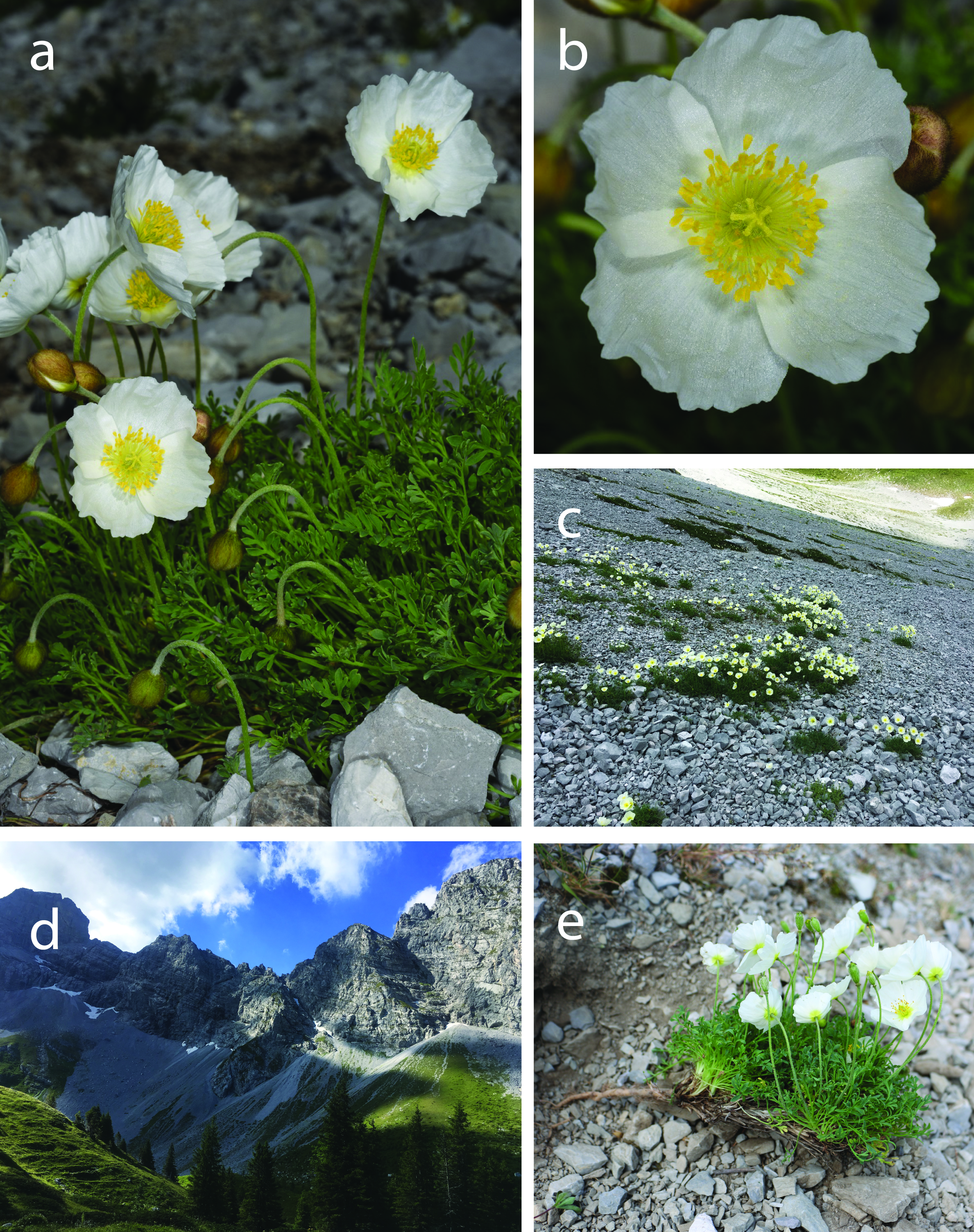 Diversity | Free Full-Text | Climate Change and Alpine Screes: No