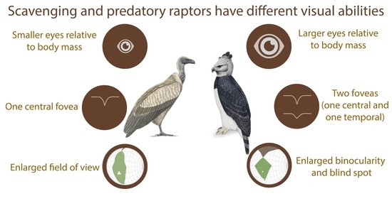 What Are Birds of Prey? Explore All 13 Types of Raptor - Textbook Travel