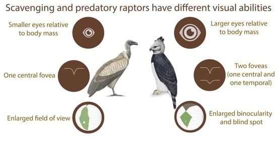 Diversity | Free Full-Text | Visual Adaptations in Predatory and Scavenging  Diurnal Raptors