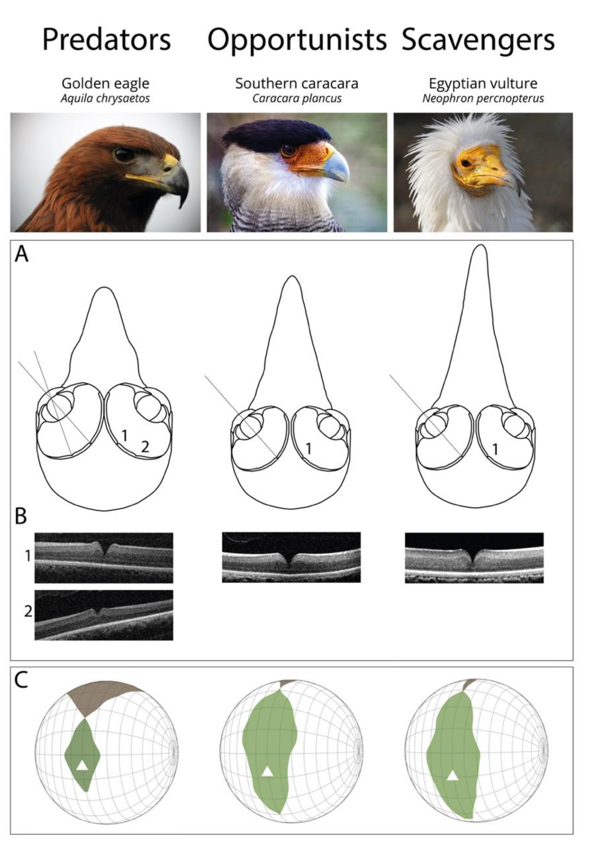 Diversity | Free Full-Text | Visual Adaptations in Predatory and Scavenging  Diurnal Raptors