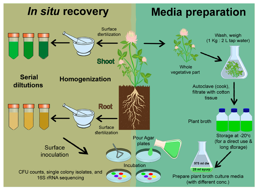 Diversity | Free Full-Text | Plant Broth- (Not Bovine-) Based Culture Media  Provide the Most Compatible Vegan Nutrition for In Vitro Culturing and In  Situ Probing of Plant Microbiota