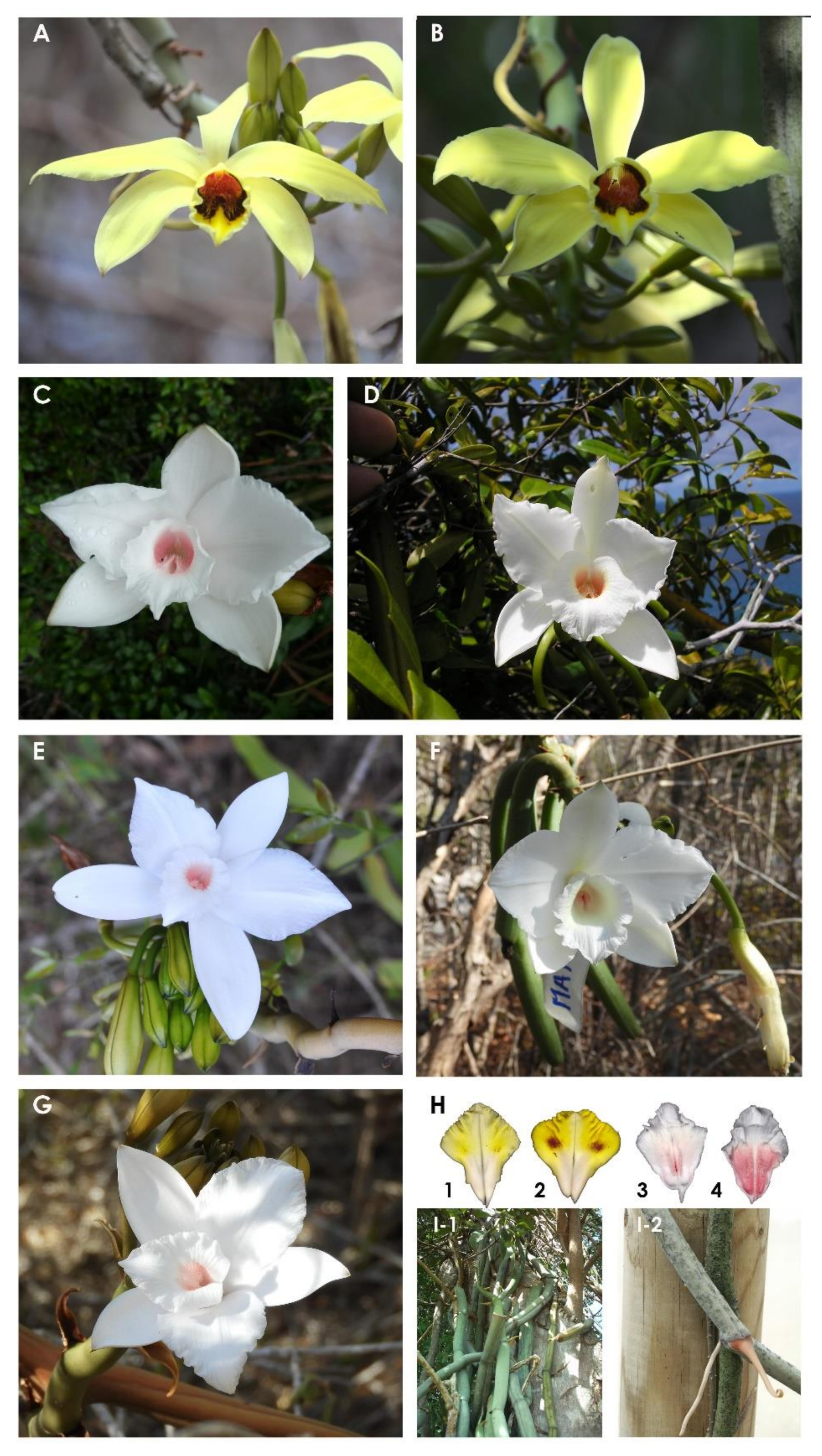 Vanilla Orchid - The Canopy Family