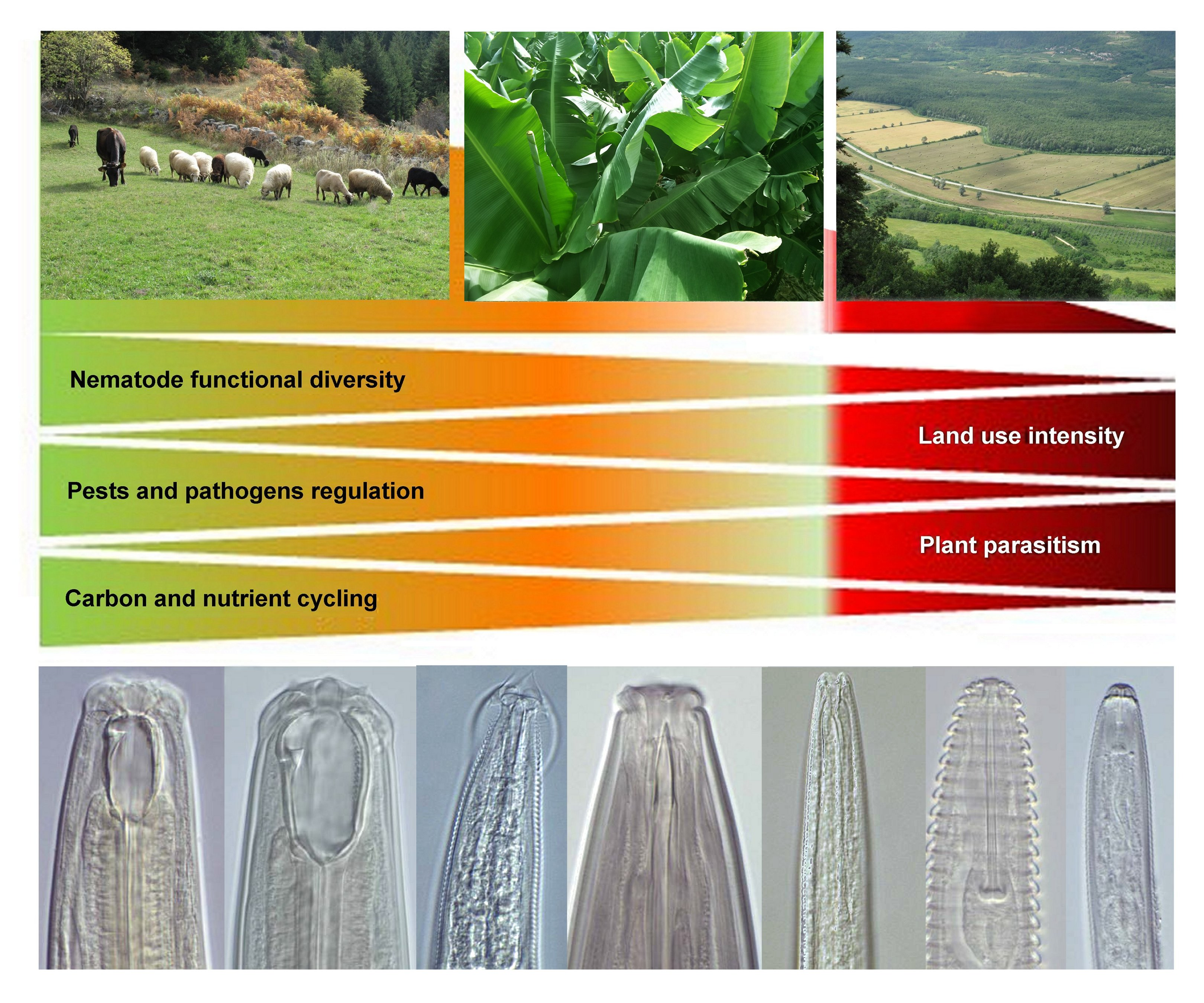 Steinernema carpocapsae Nematodes: Effective Biocontrol for Soil