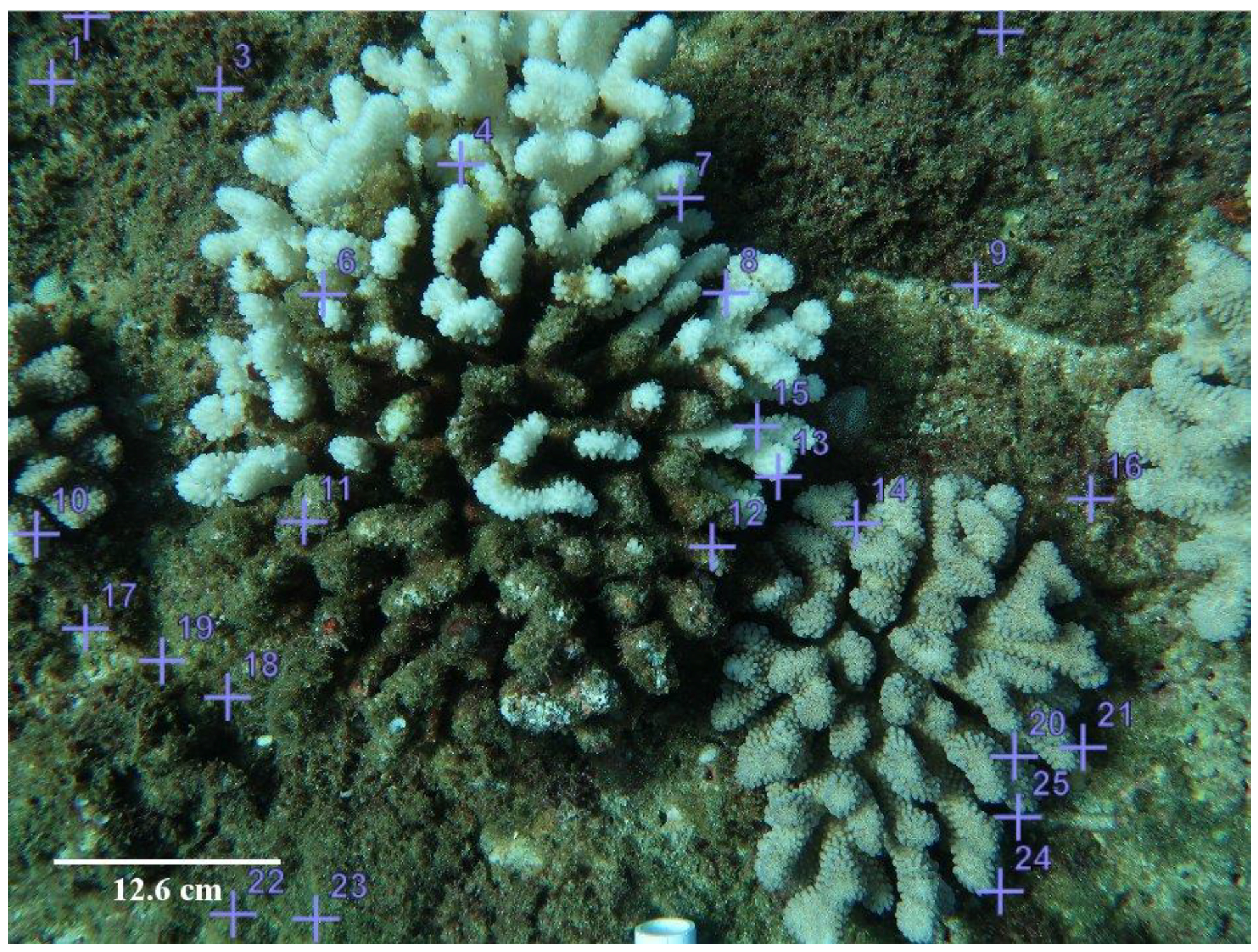 Sieve High-Waist Brief in Coral