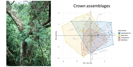 Phylogenetic diversity and the structure of host-epiphyte interactions