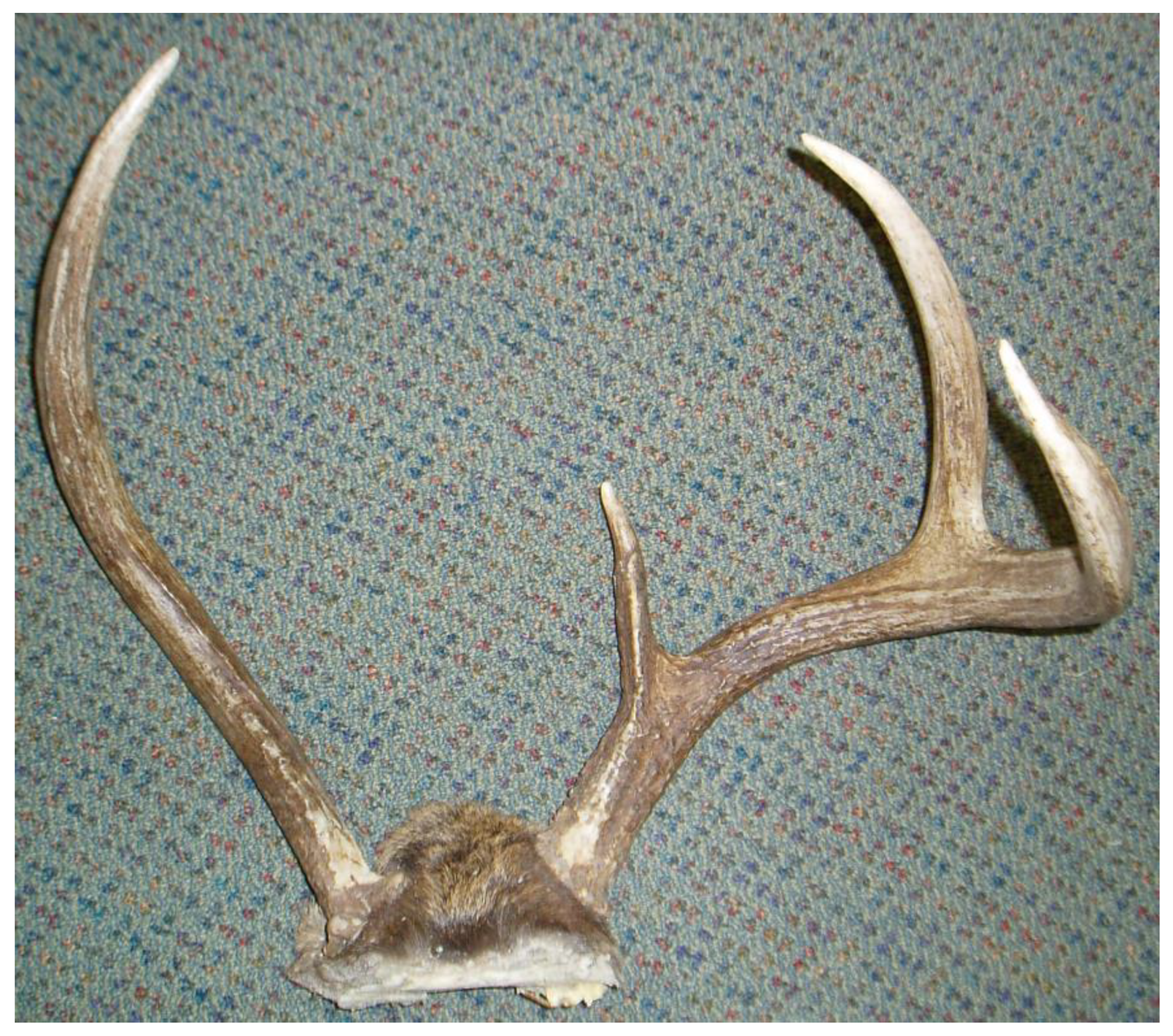 Antler Development in White-tailed Deer: Implications for