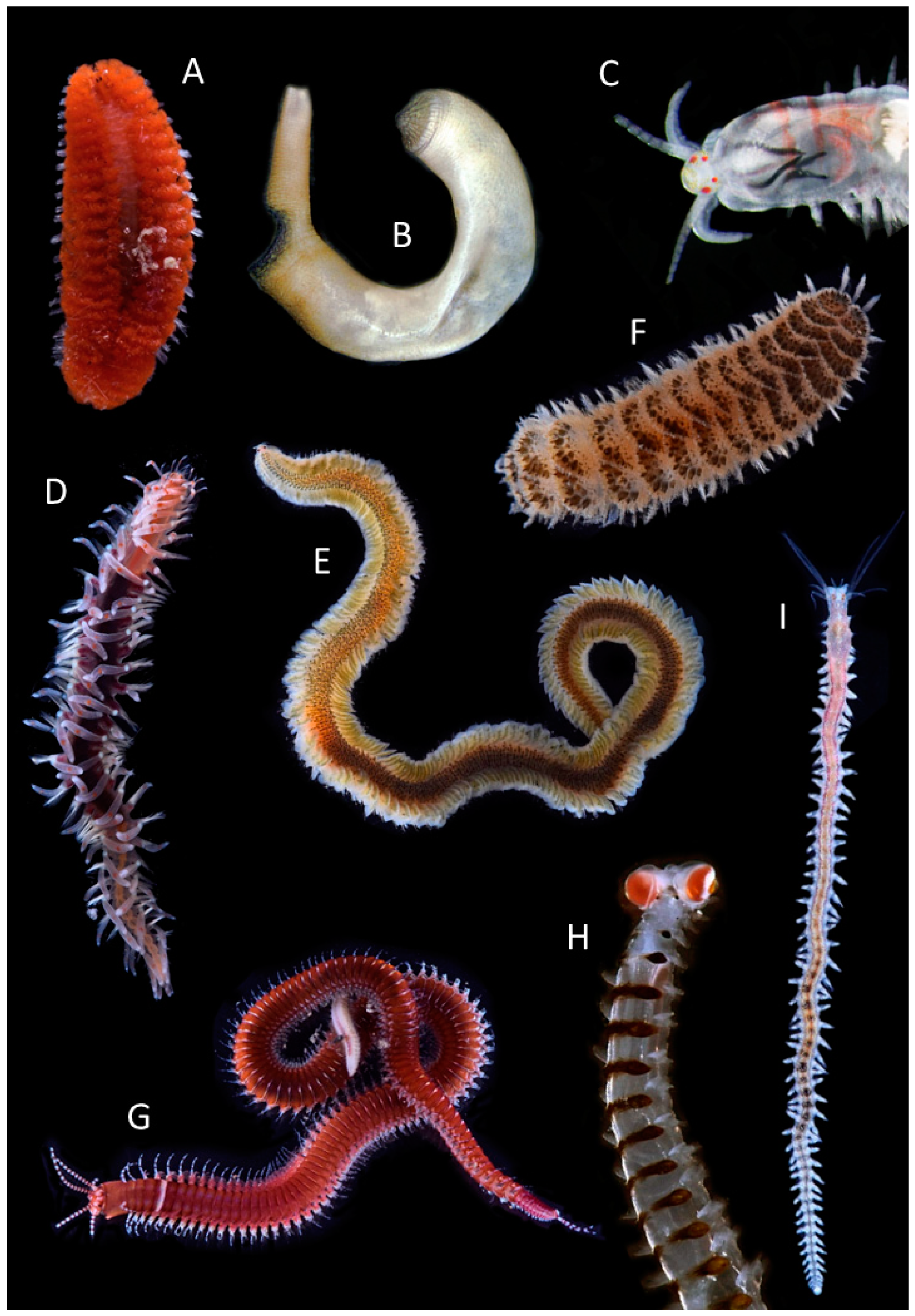 annelids examples