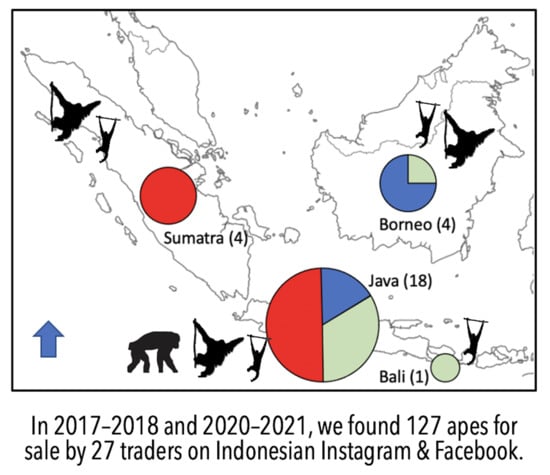 Baby primates are still openly sold in Bali market: JAAN