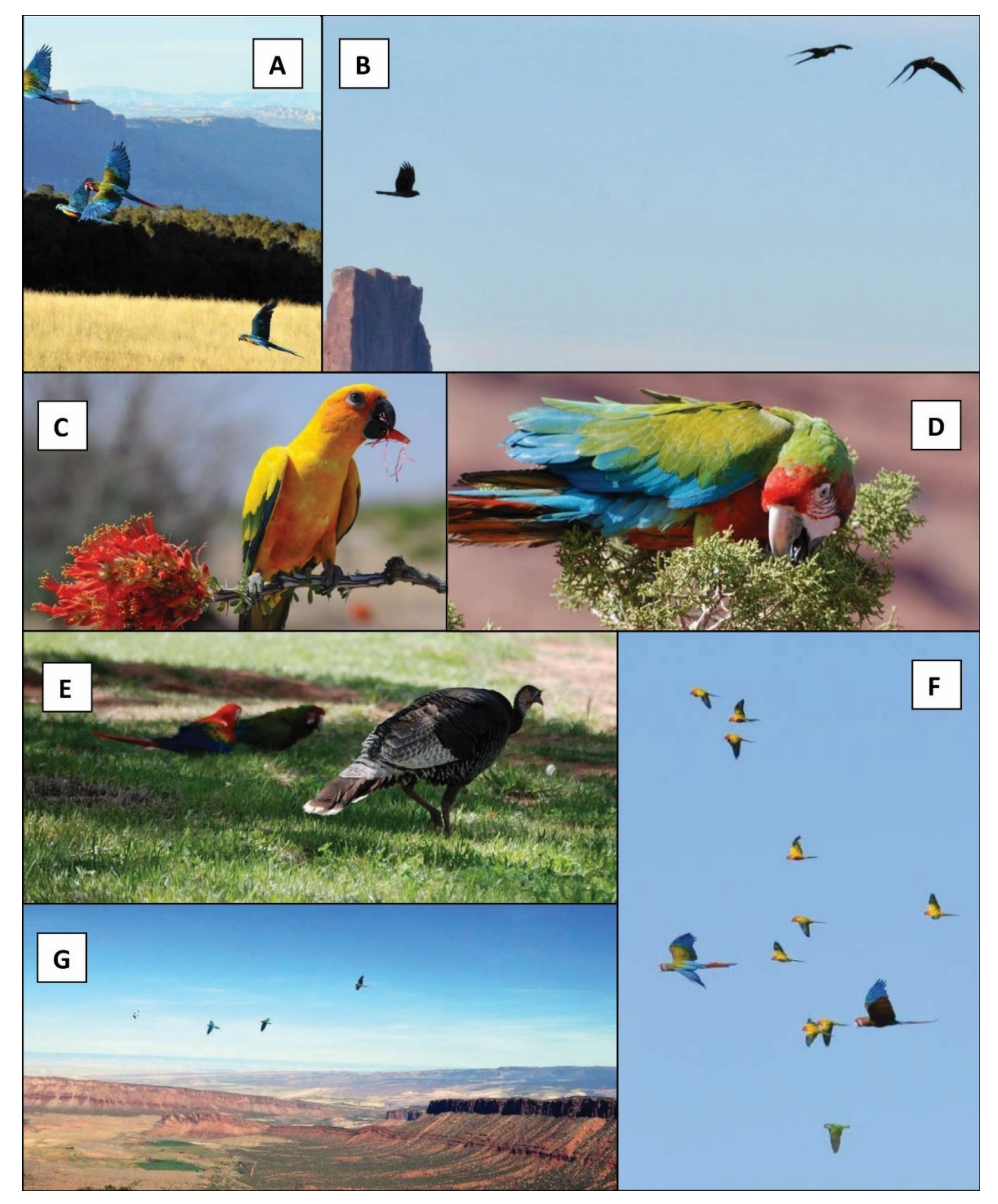 Fun Plastic Links For Bird Toys 20 pc - Windy City Parrot