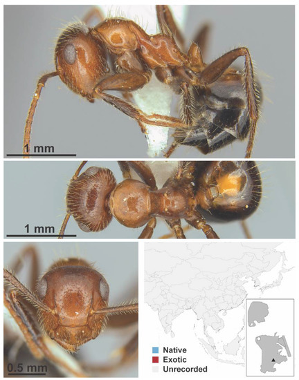 Research: Raising awareness on ground Ants diversity and abundance - The  Forefront Mag