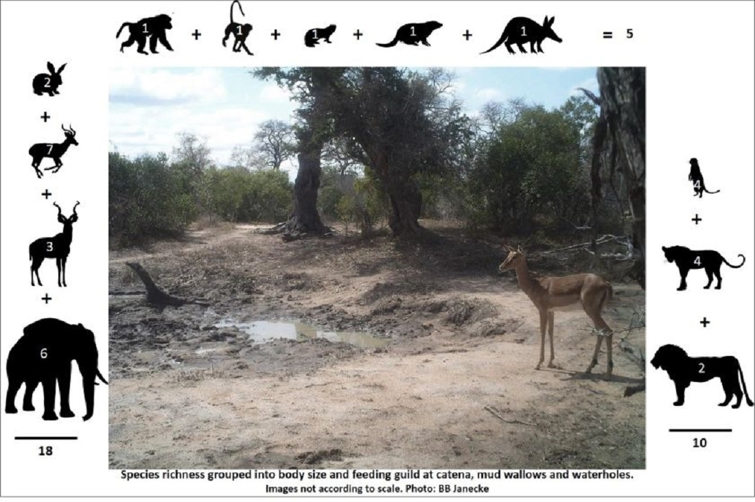 Diversity | Free Full-Text | Mammal Species Richness at a Catena and Nearby  Waterholes during a Drought, Kruger National Park, South Africa