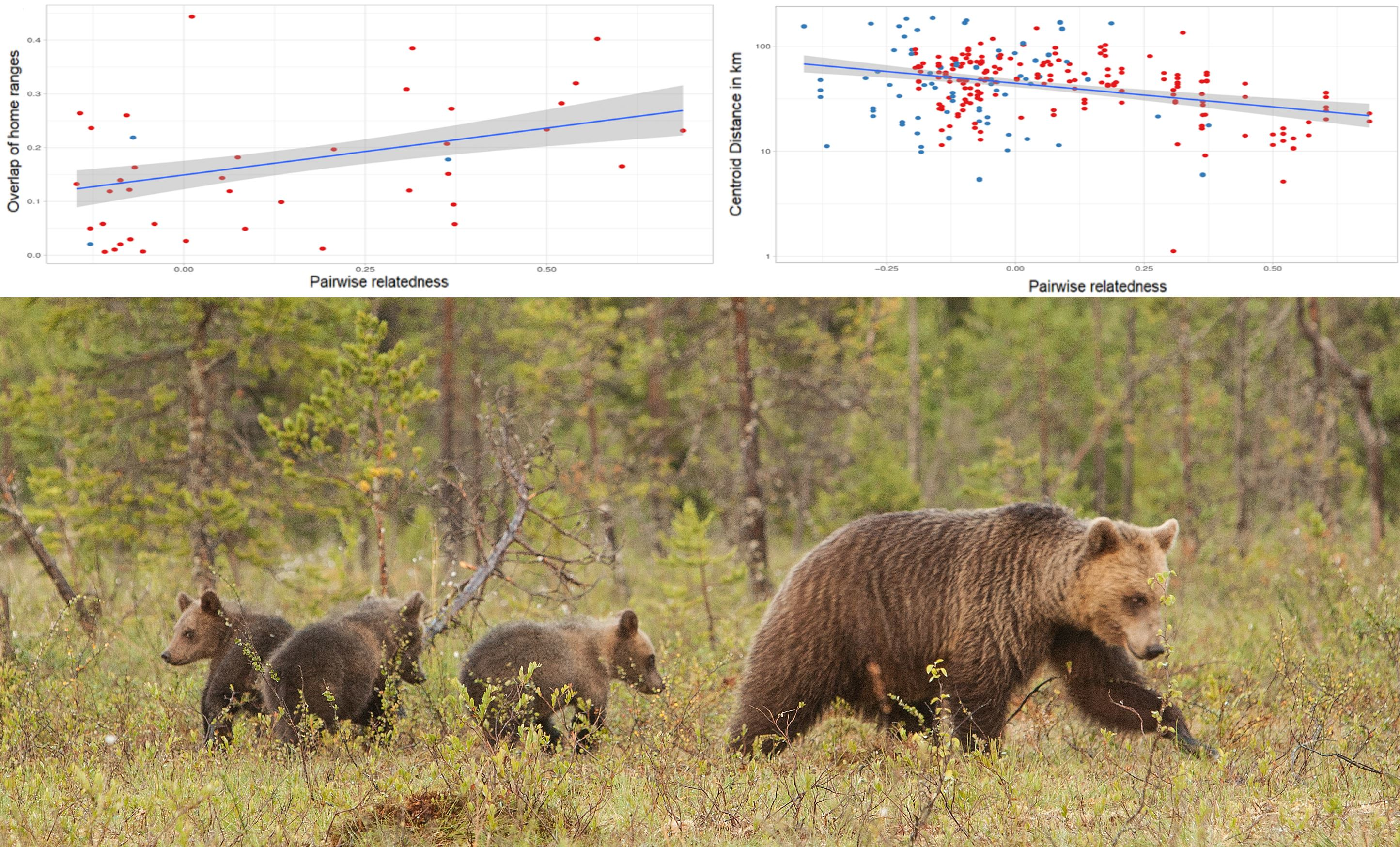 Diversity Free Full-Text Ainandrsquo;t Nothing like Familyandmdash;Female Brown Bears Share Their Home Range with Relatives picture