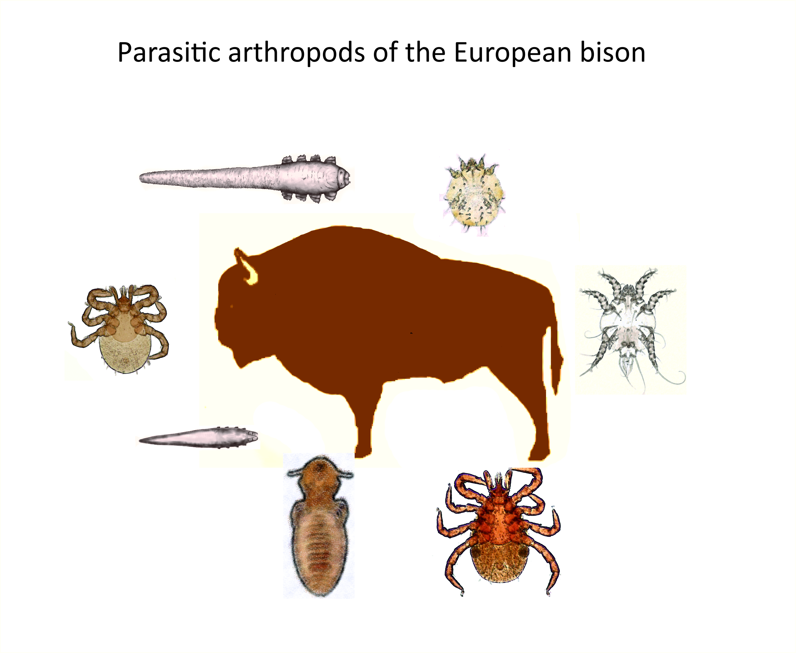 Diversity | Free Full-Text | The First Data on Parasitic Arthropods of the  European Bison in the Summer Season with a World Checklist
