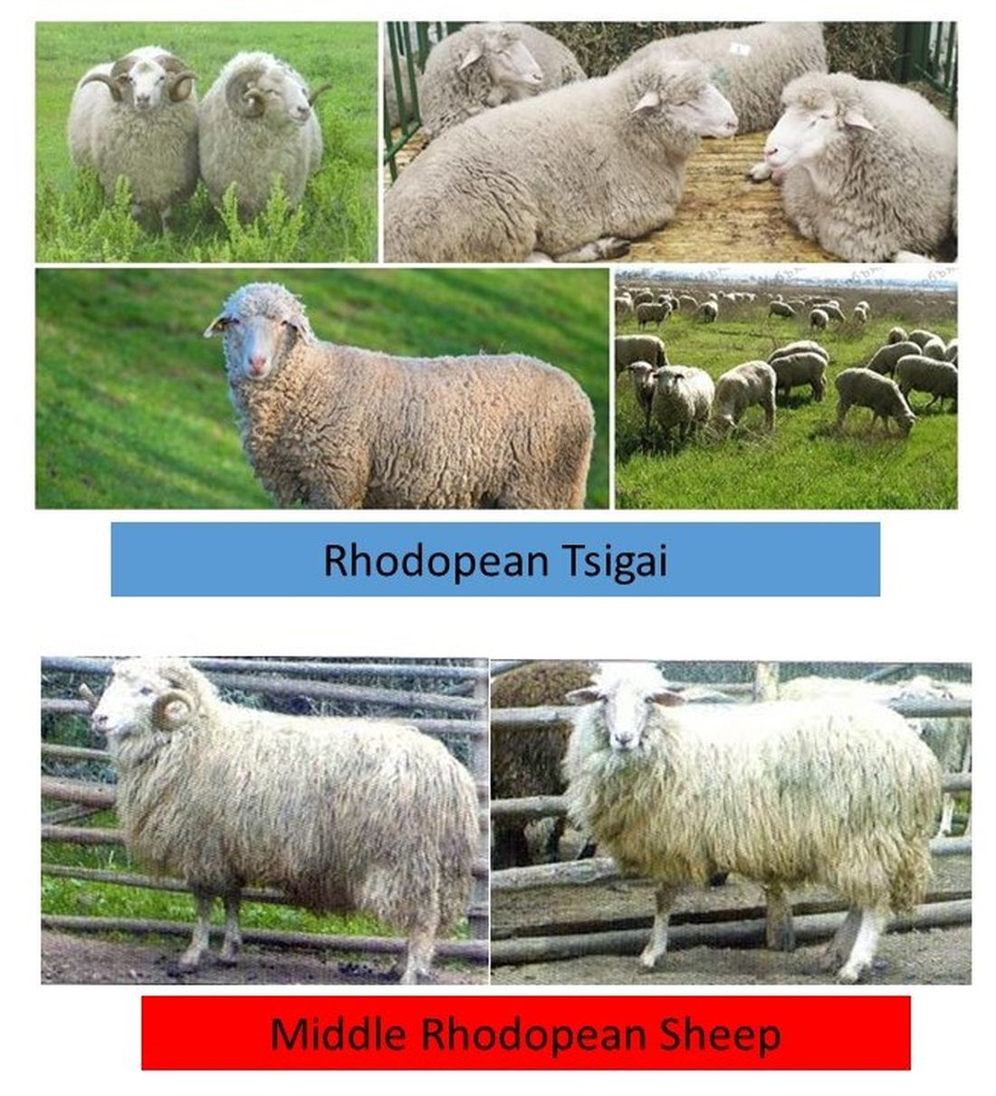 Diversity | Free Full-Text | Microsatellite Genotyping of Two Bulgarian  Sheep Breeds