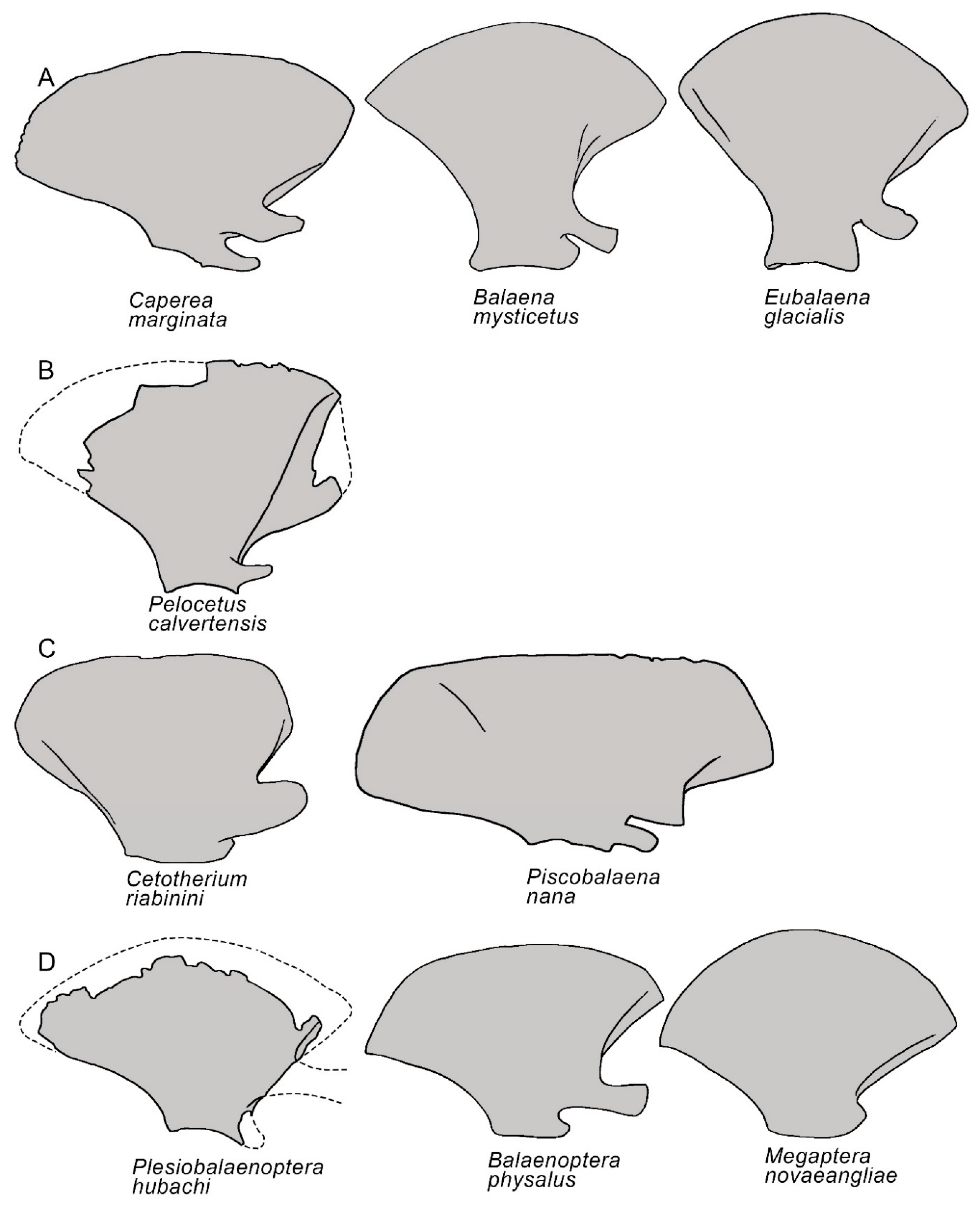 New specimens and species of the Oligocene toothed baleen whale