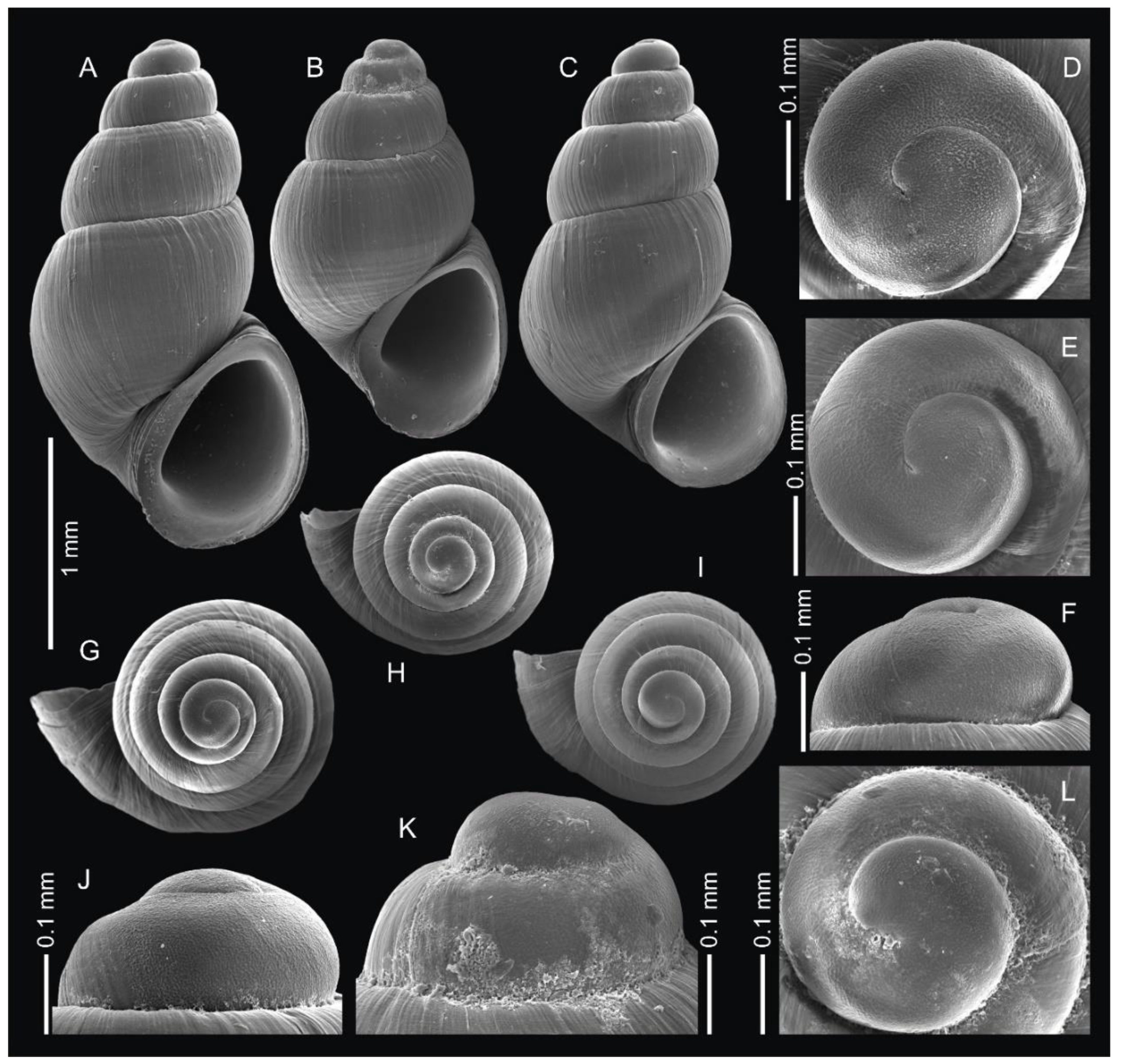 Diversity | Free Full-Text | Keyhole into a Lost World: The First Purely  Freshwater Species of the Ponto-Caspian Genus Clathrocaspia  (Caenogastropoda: Hydrobiidae)