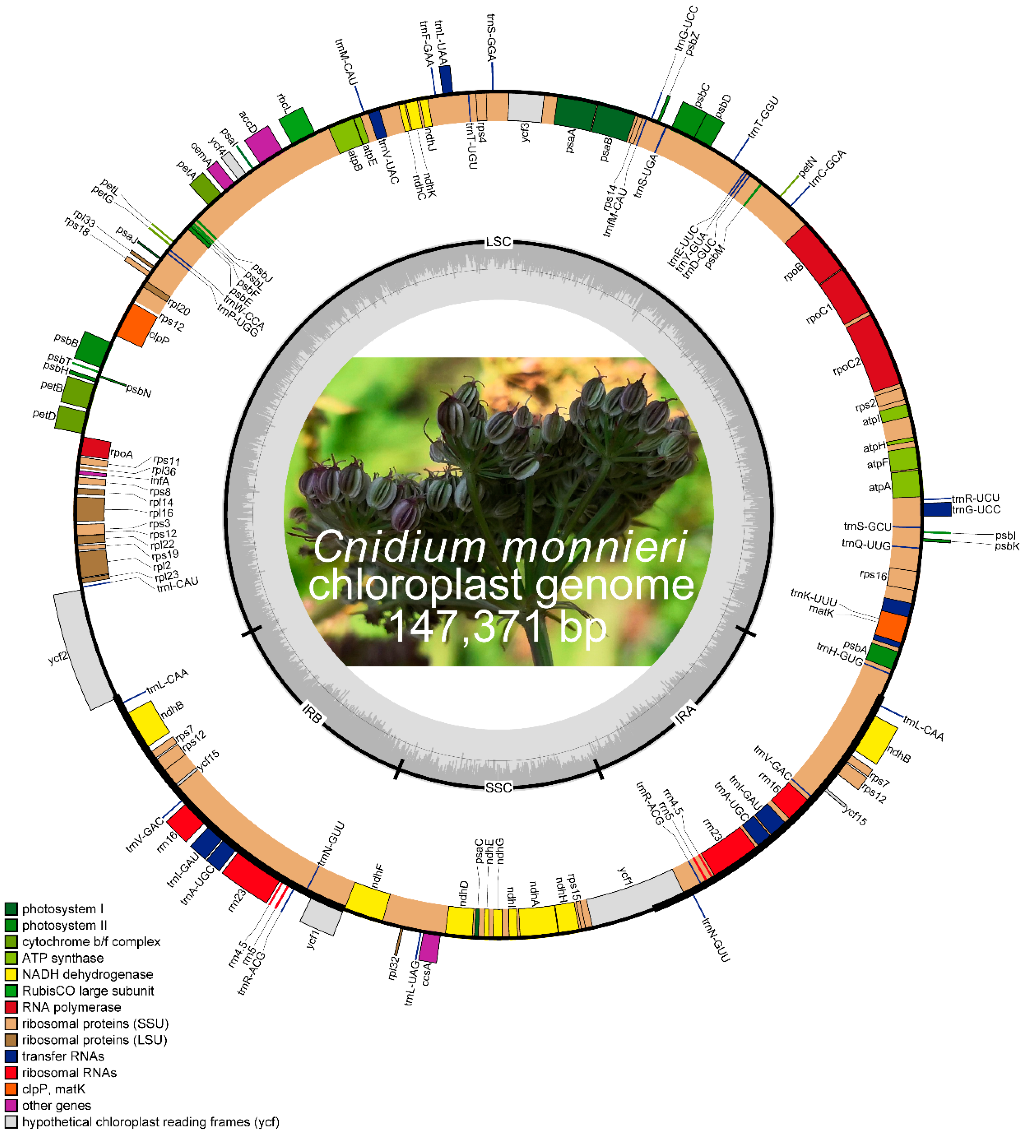 Diversity | Free Full-Text | Complete Chloroplast Genome of 