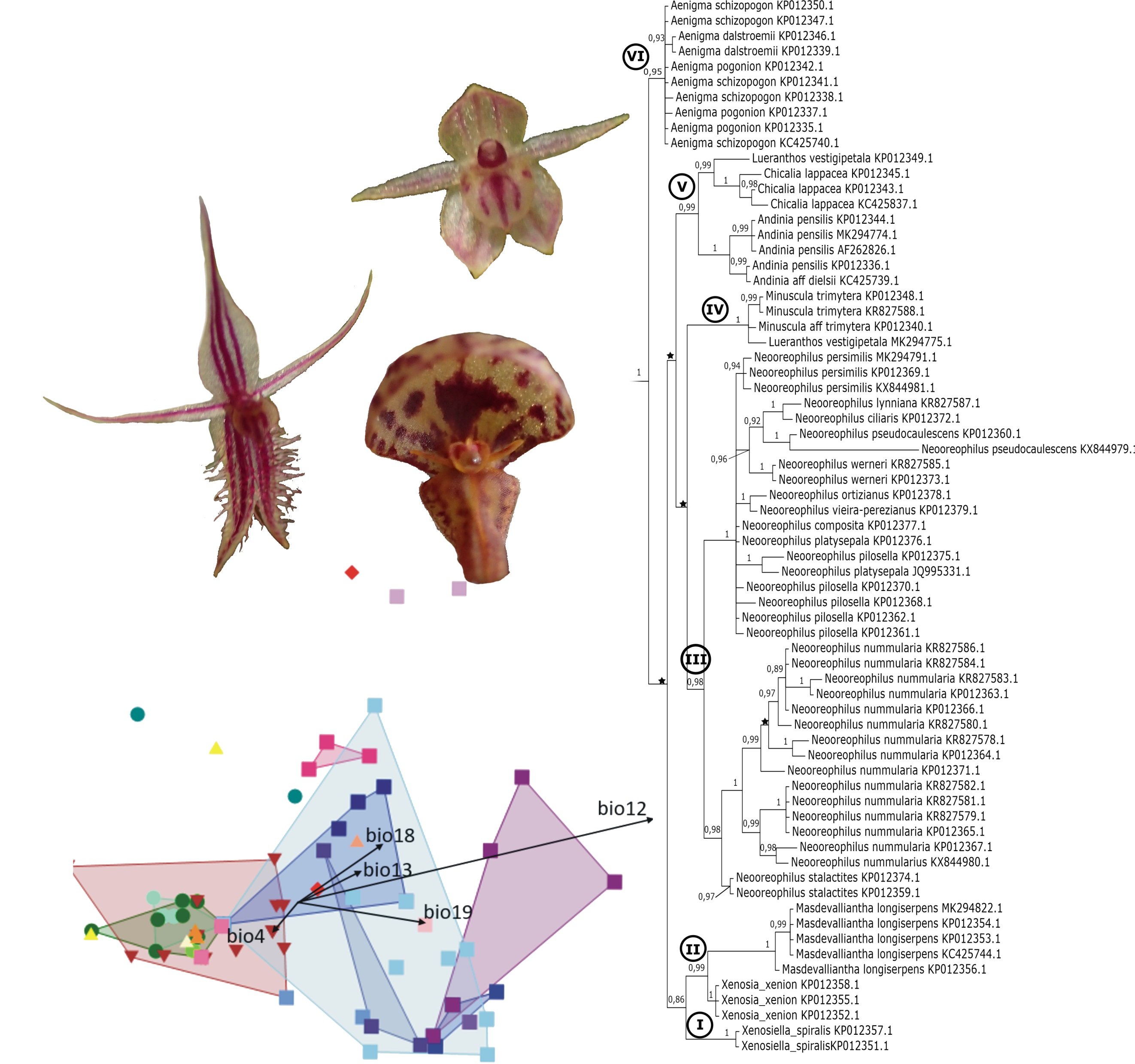 PDF) NEW SPECIES AND NOMENCLATURAL NOTES IN THE PLEUROTHALLIDINAE