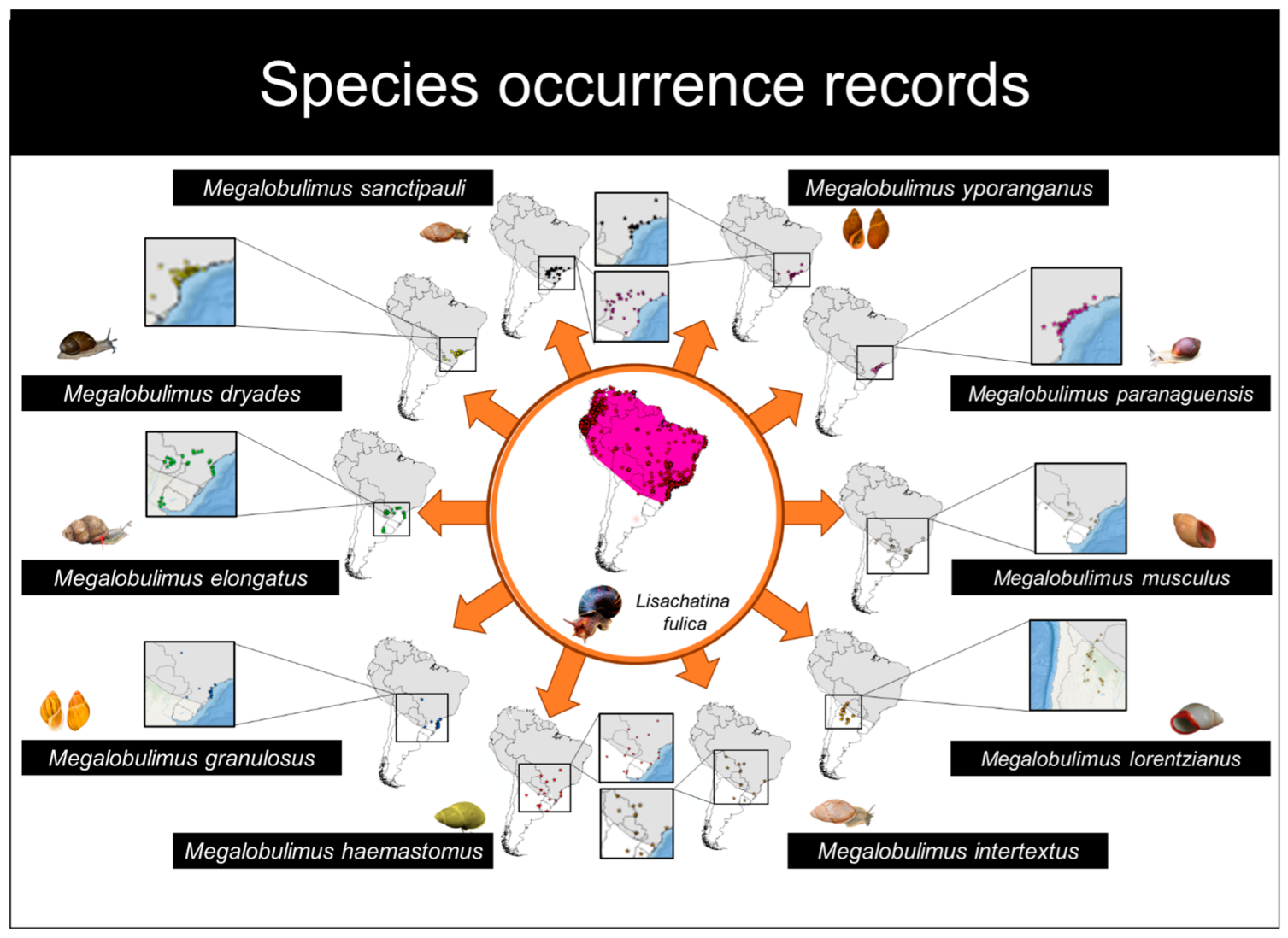 Invasive Species Graphic Organizer - Non-Native/Exotic/Alien/Invasive  Species Graphic