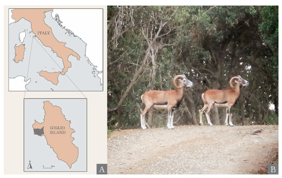 Diversity | Free Full-Text | Islands as Time Capsules for Genetic Diversity  Conservation: The Case of the Giglio Island Mouflon
