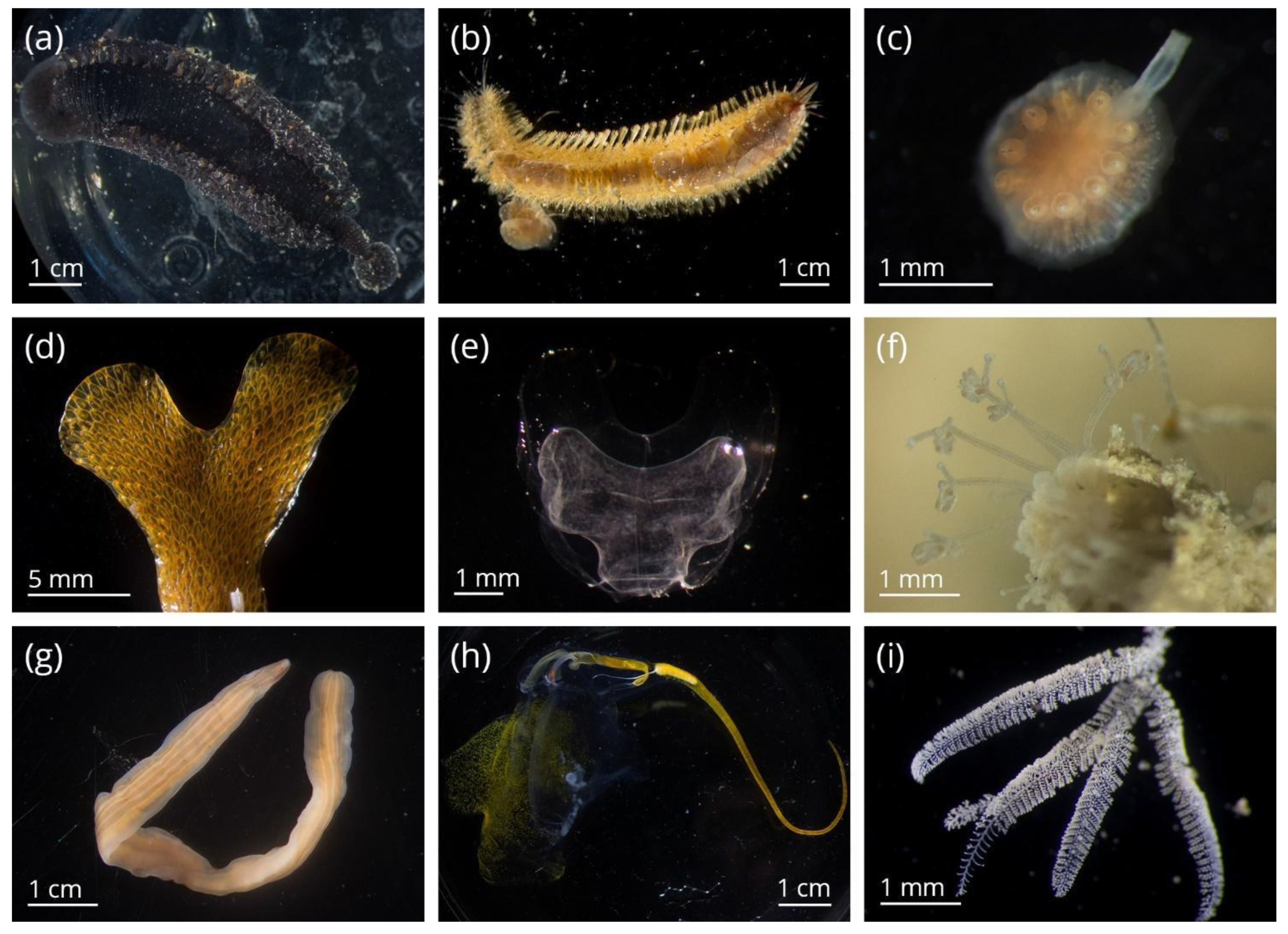 WoRMS - World Register of Marine Species - Sepia officinalis
