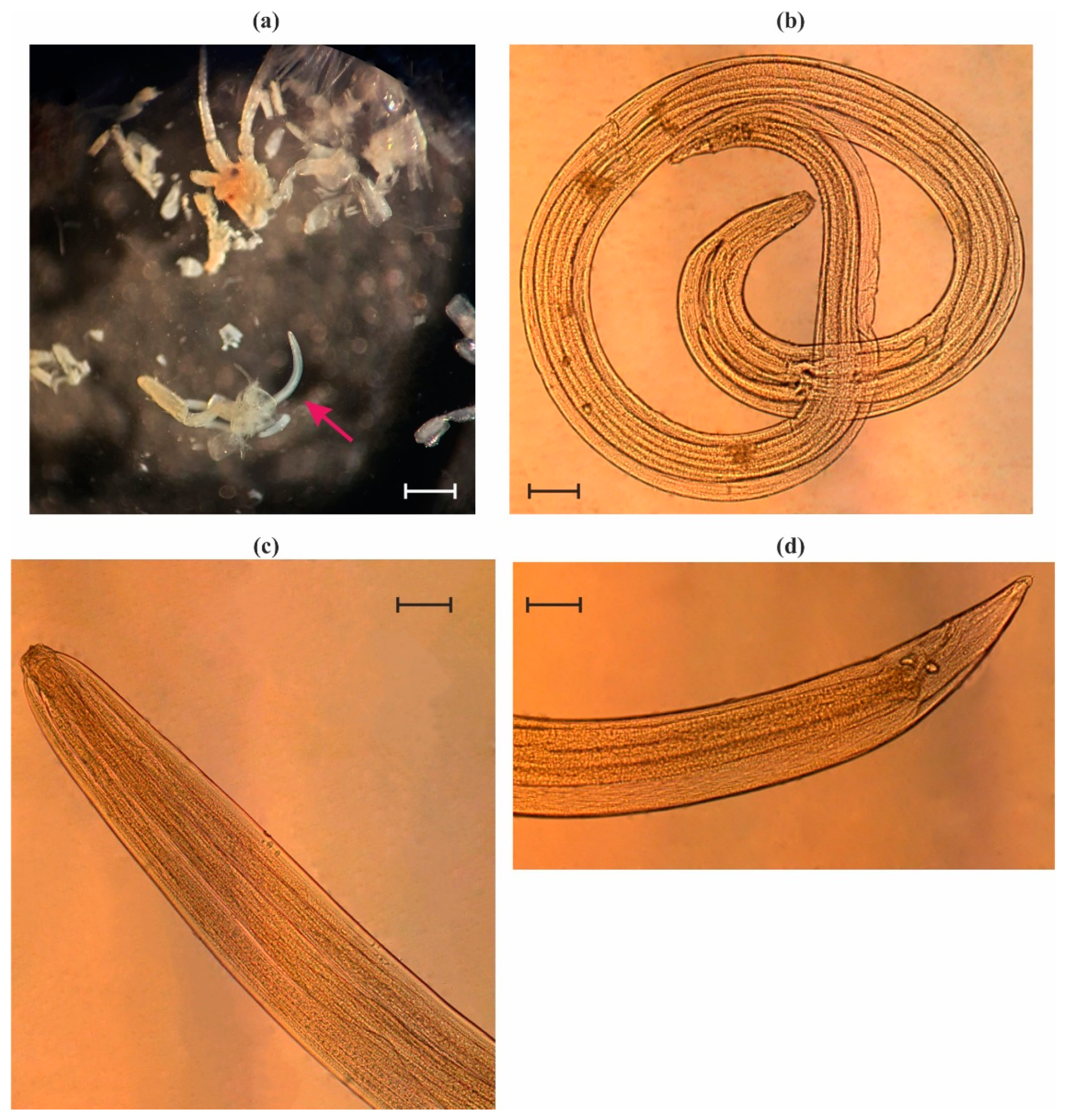First Record Of Nematode Larvae In The Amphipod Ischyrocerus First Record Of Nematode Larvae In The Amphipod Ischyrocerus