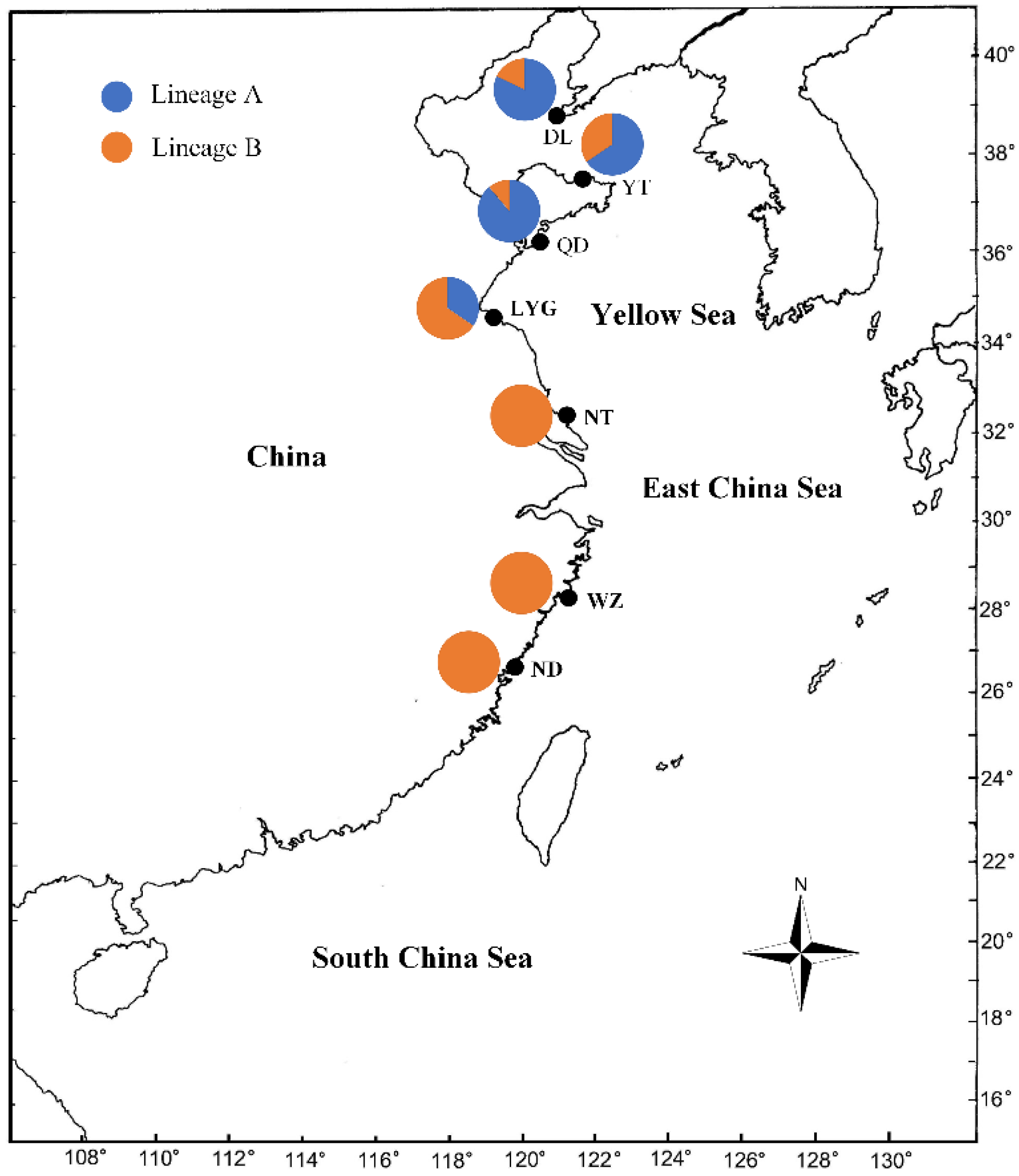 Diversity | Free Full-Text | Morphological and Genetic Differentiation of  Loliolus (Nipponololigo) beka (Cephalopoda: Loliginidae) in Coastal China