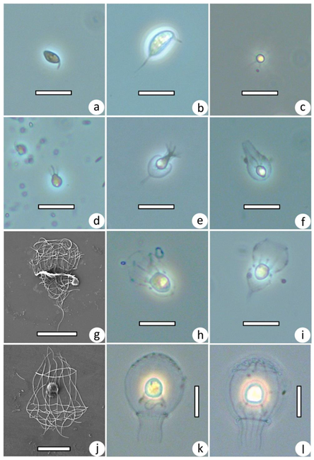 Diversity | Free Full-Text | Taxonomic Composition of Protist ...