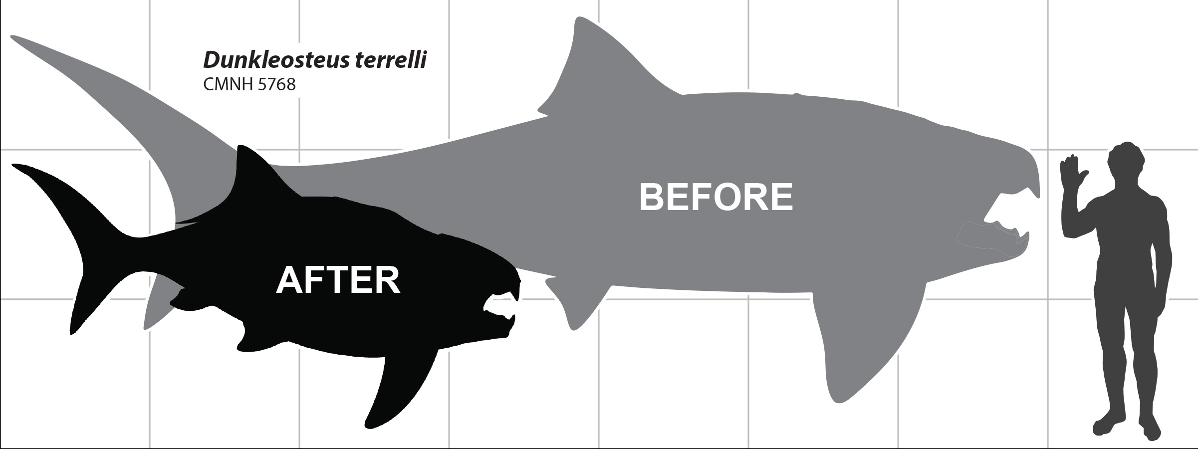 Size comparison of juvenile (less than 2.5 m), subadult (2.5 to 4.0 m)