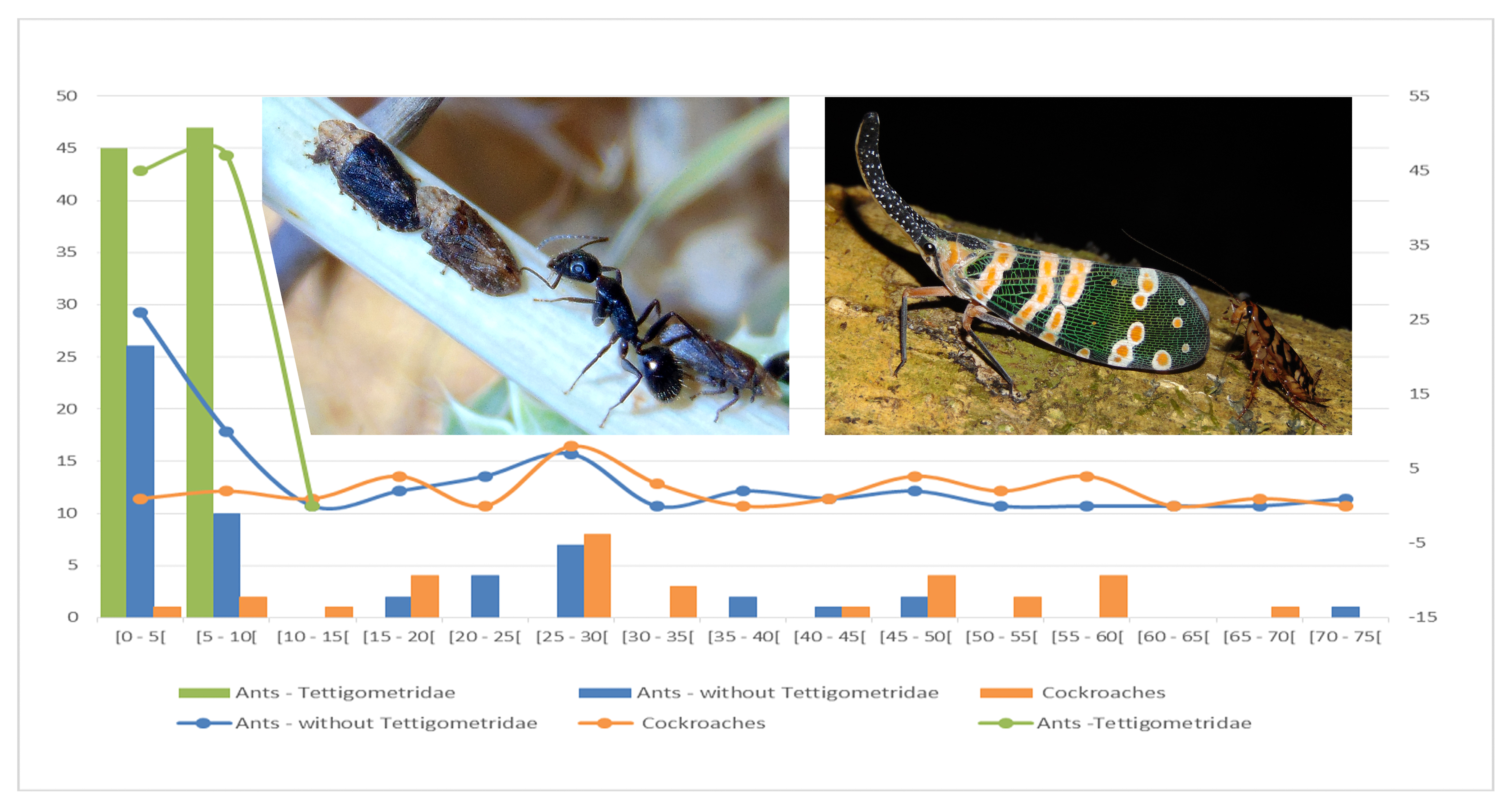 Taxa shown on observation different than what was submitted - Bug Reports -  iNaturalist Community Forum