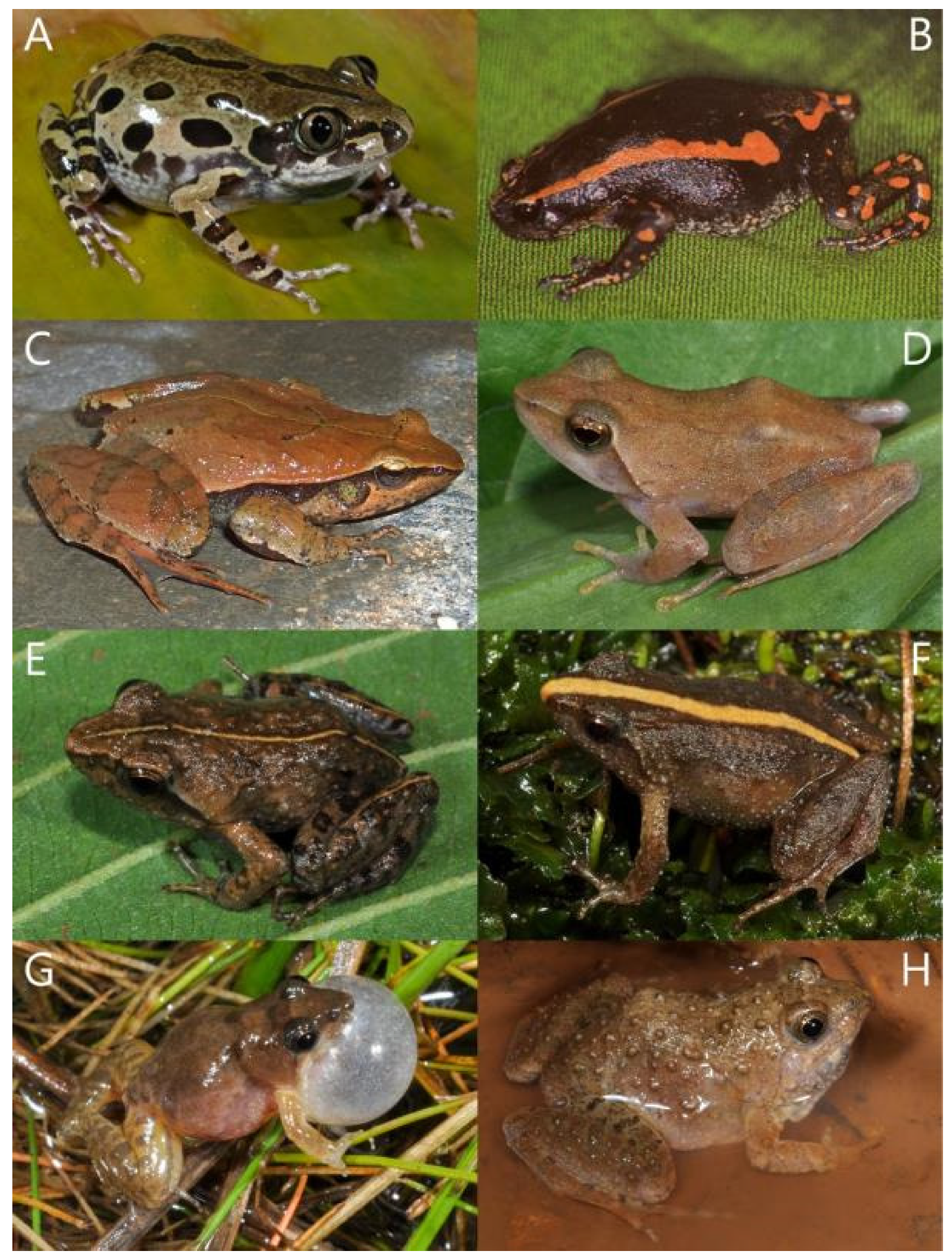 9B - Frog Spot OR Imitation Frog OR Green Frog OR Frog Coloration
