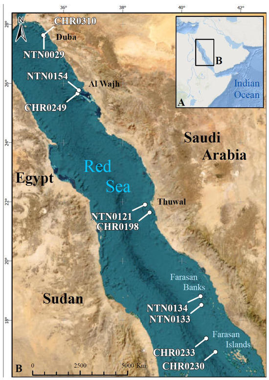 Diversity | Free Full-Text | Mesophotic and Bathyal Palaemonid Shrimp ...