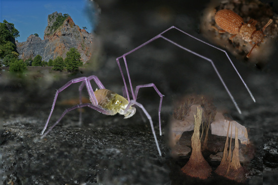 Full article: Three new species of the genus Speocera (Araneae