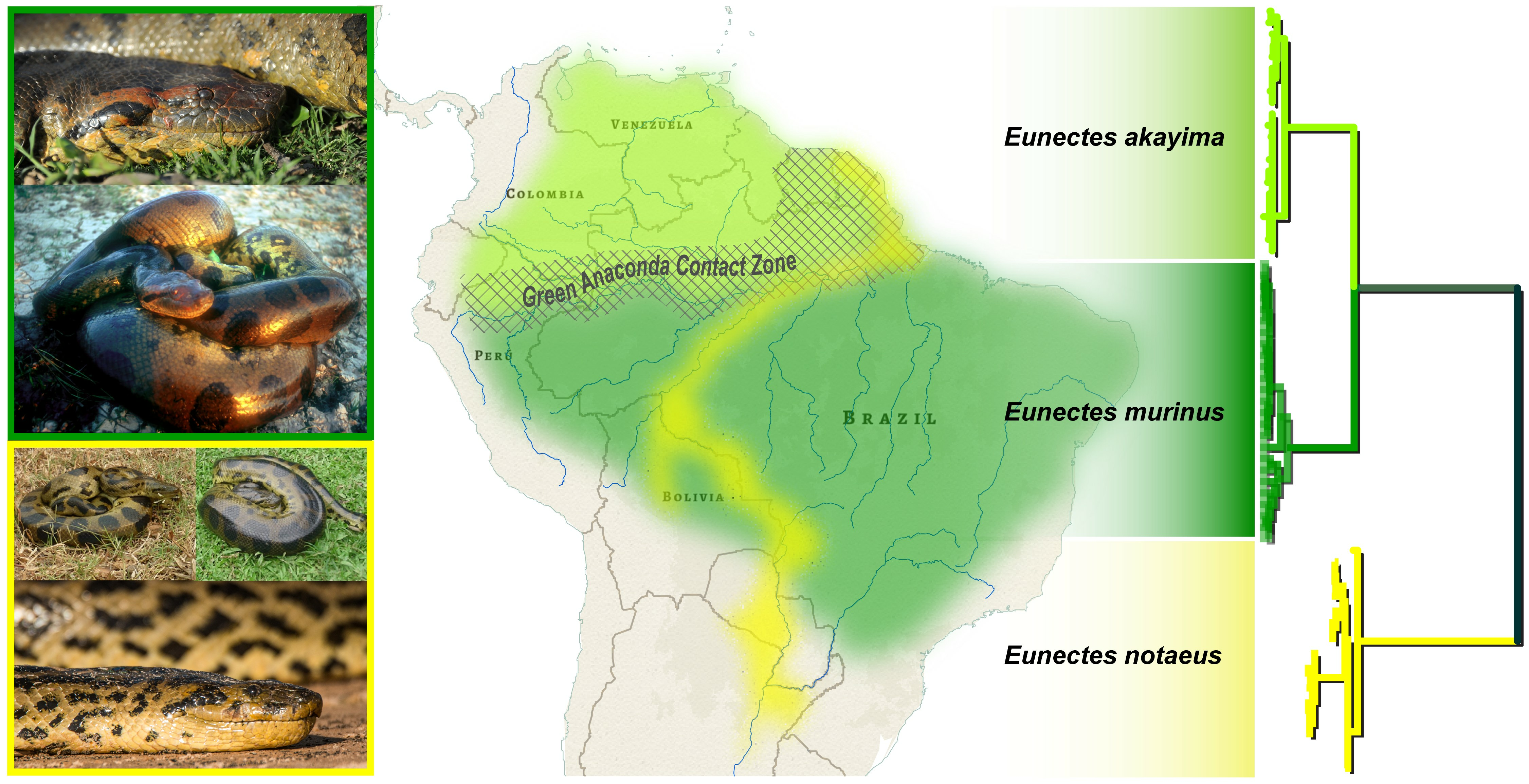 Disentangling The Anacondas Revealing A New Green Species And Disentangling The Anacondas Revealing A New Green Species And